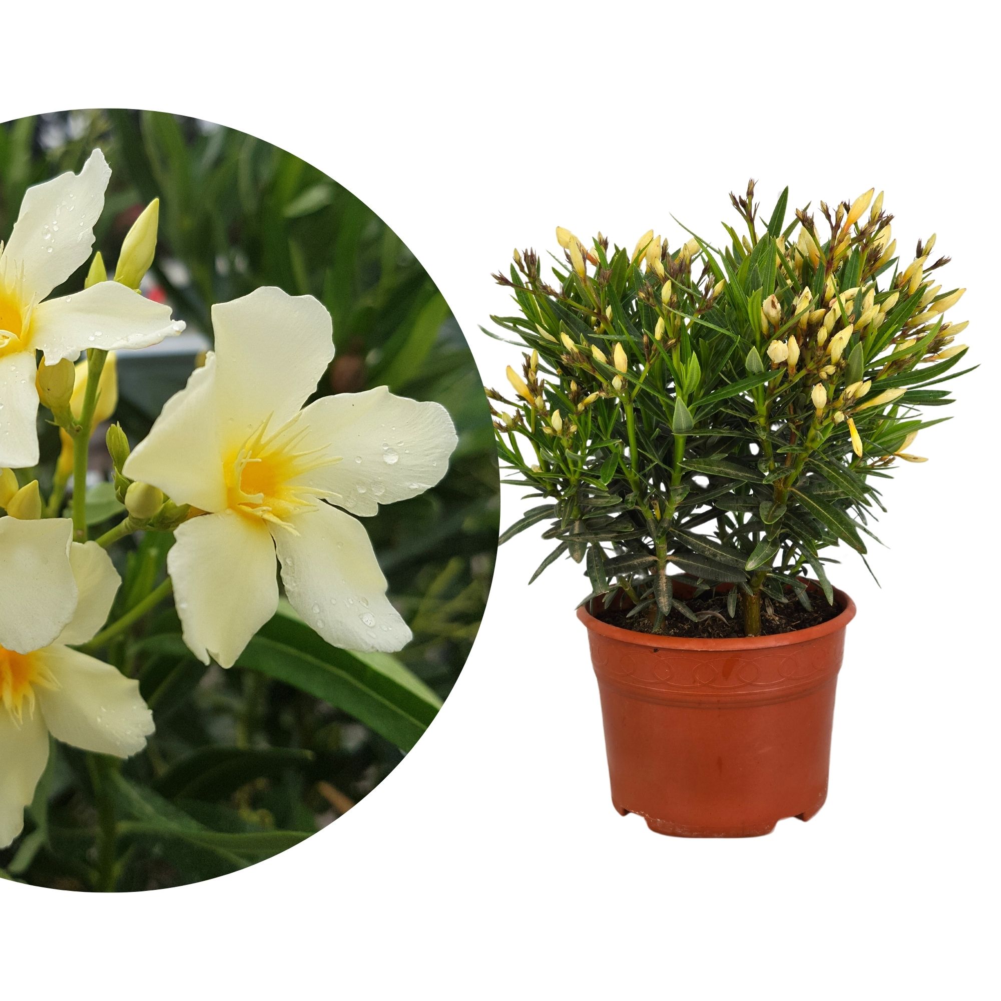 Gelber Oleander - Nerium Evolution "Sunrise/Popcorn" - [Piccolo]