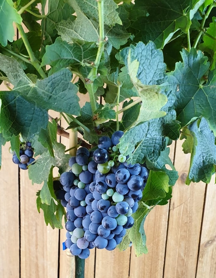 Weinrebe "Cabernet Sauvignon" [Grande]