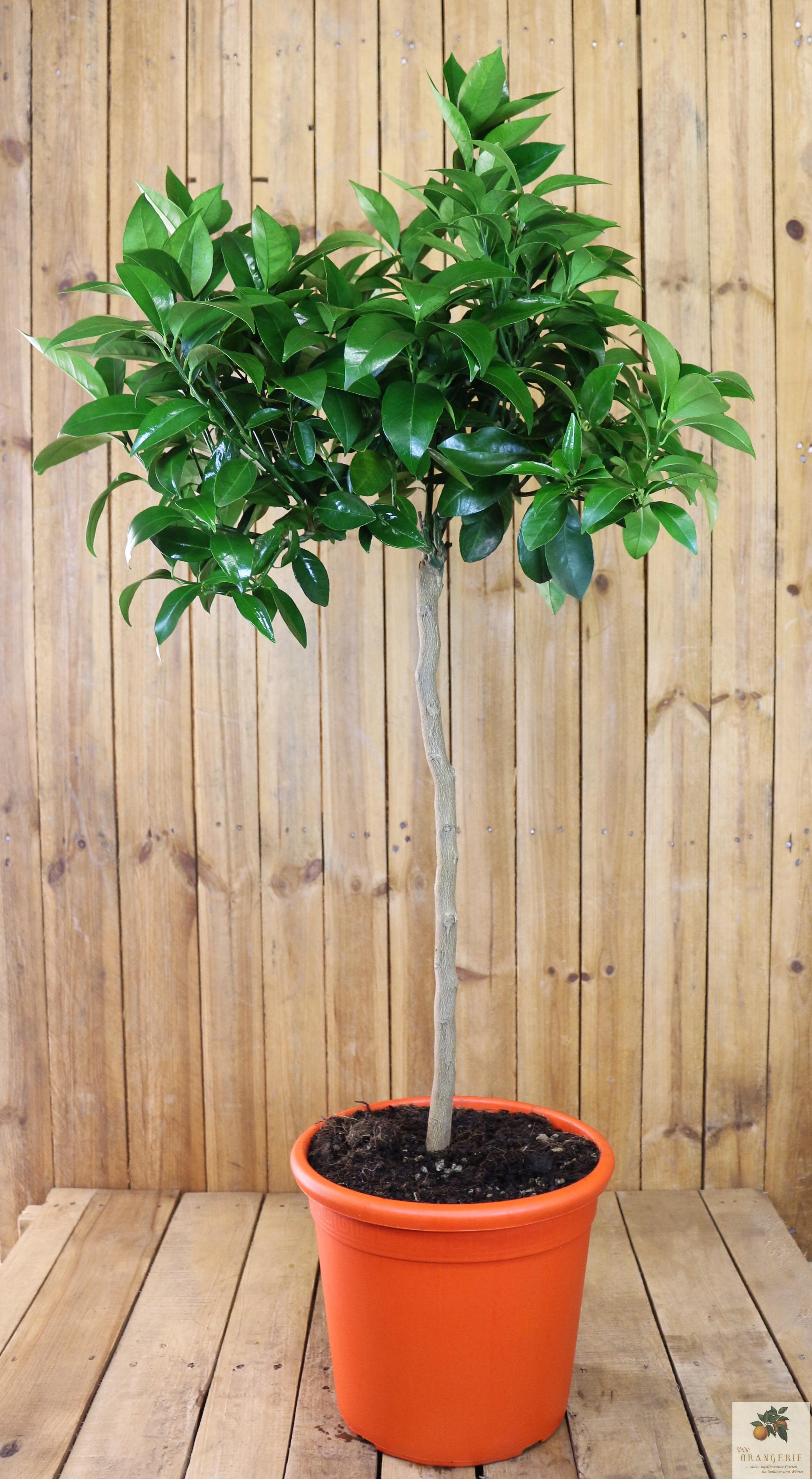 Blutorangenbaum Moro [GRANDE] - Citrus Sinensis 'Moro'