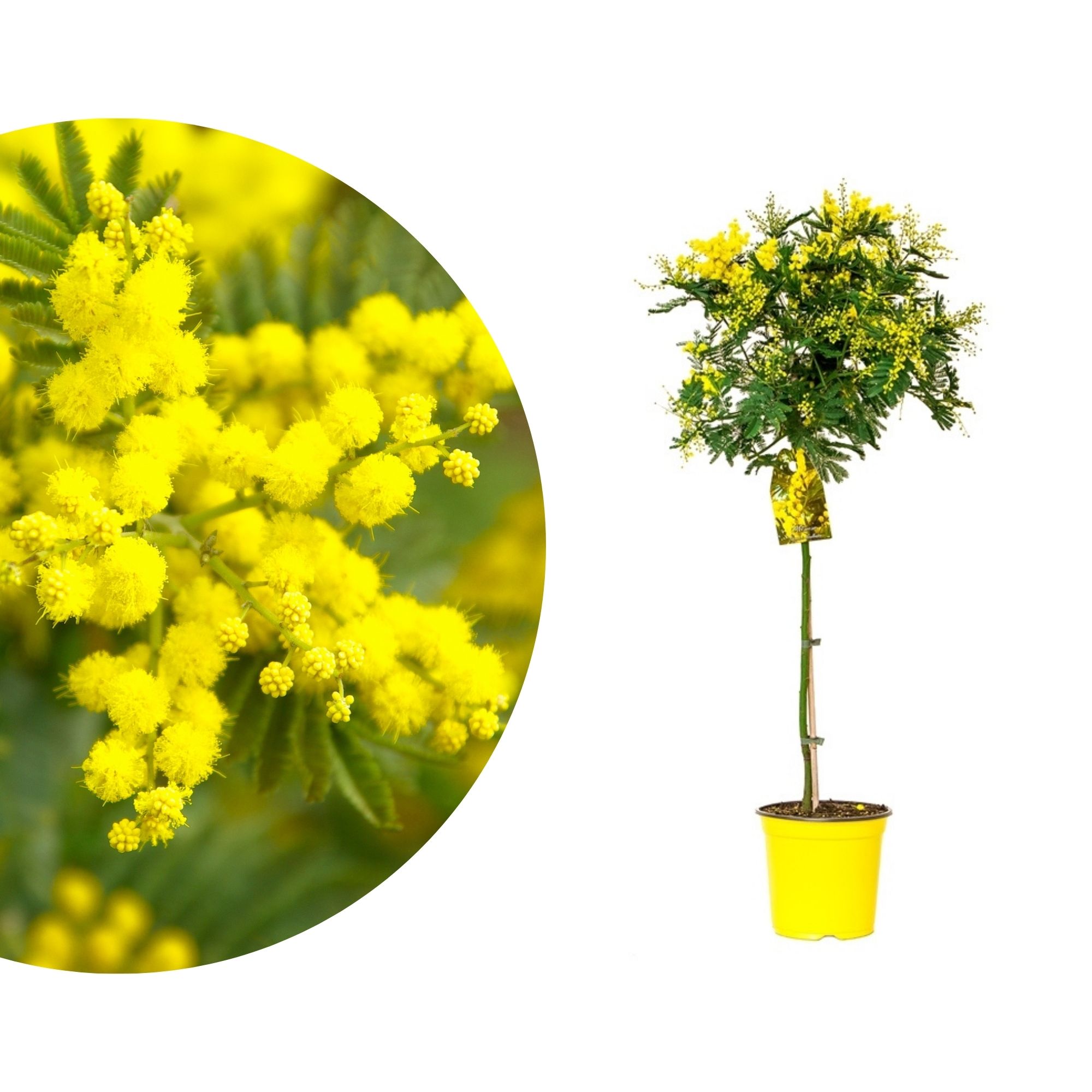 Wintermimose Stämmchen - Mimosa 'Gaulois Astier' - Acacia dealbata - Silberakazie Wintermimose Stämmchen - Mimosa 'Gaulois Astier' - Acacia dealbata - Silberakazie