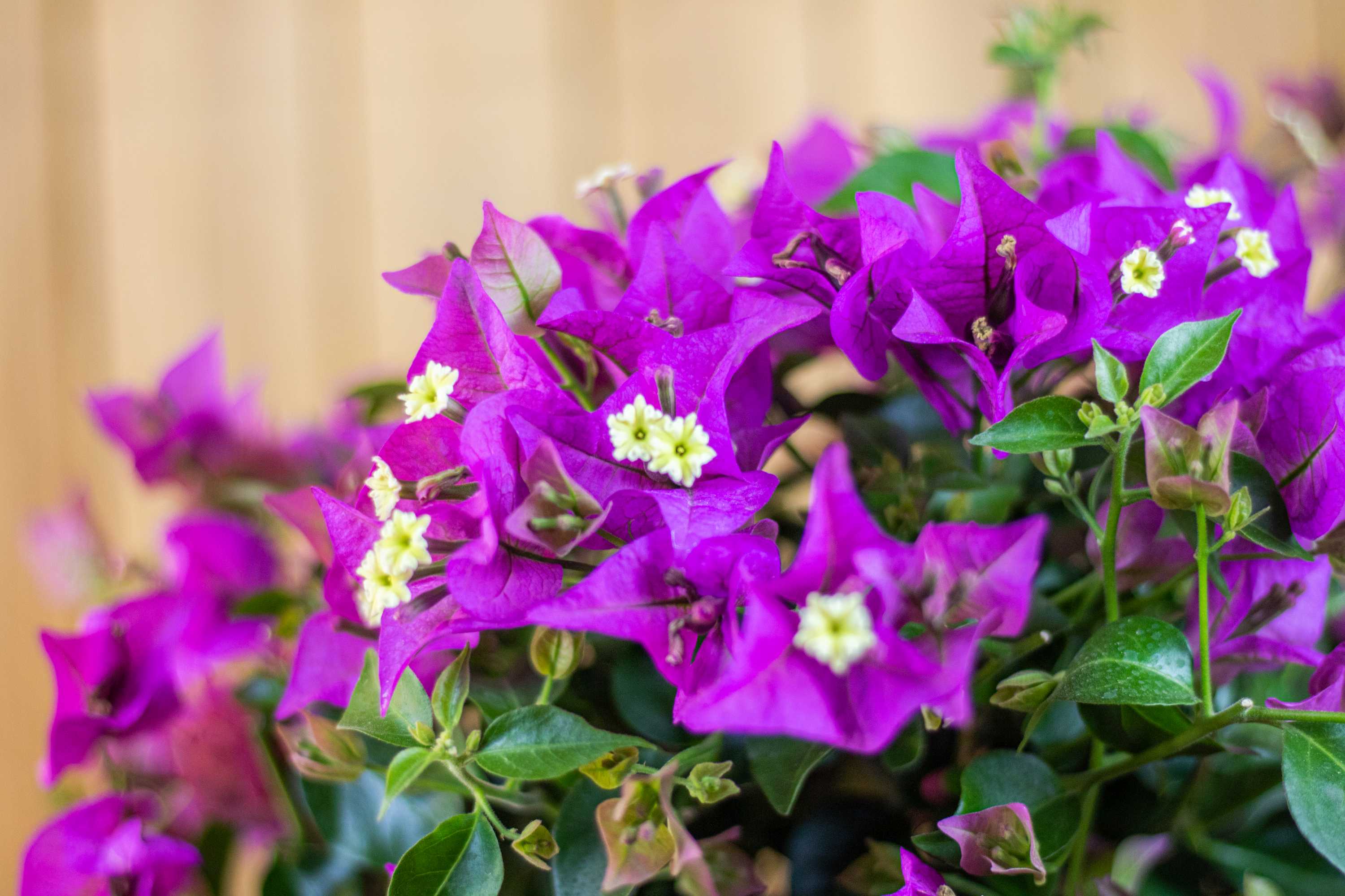 Bougainvillea Stamm "Mezzo"