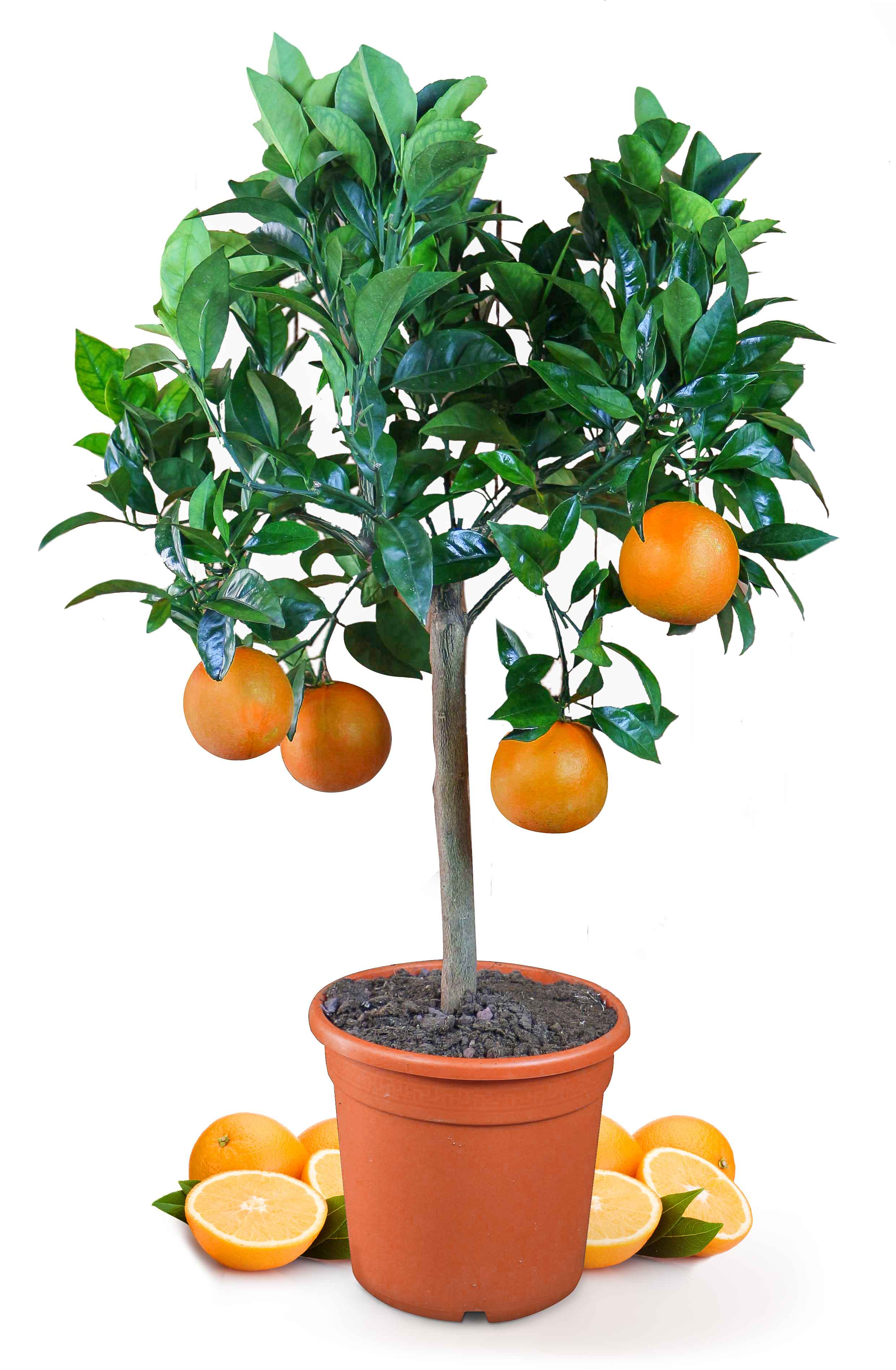 Citrus sinensis echte Orange Pflanze 70-100 cm Apfelsine Zitruspflanze 