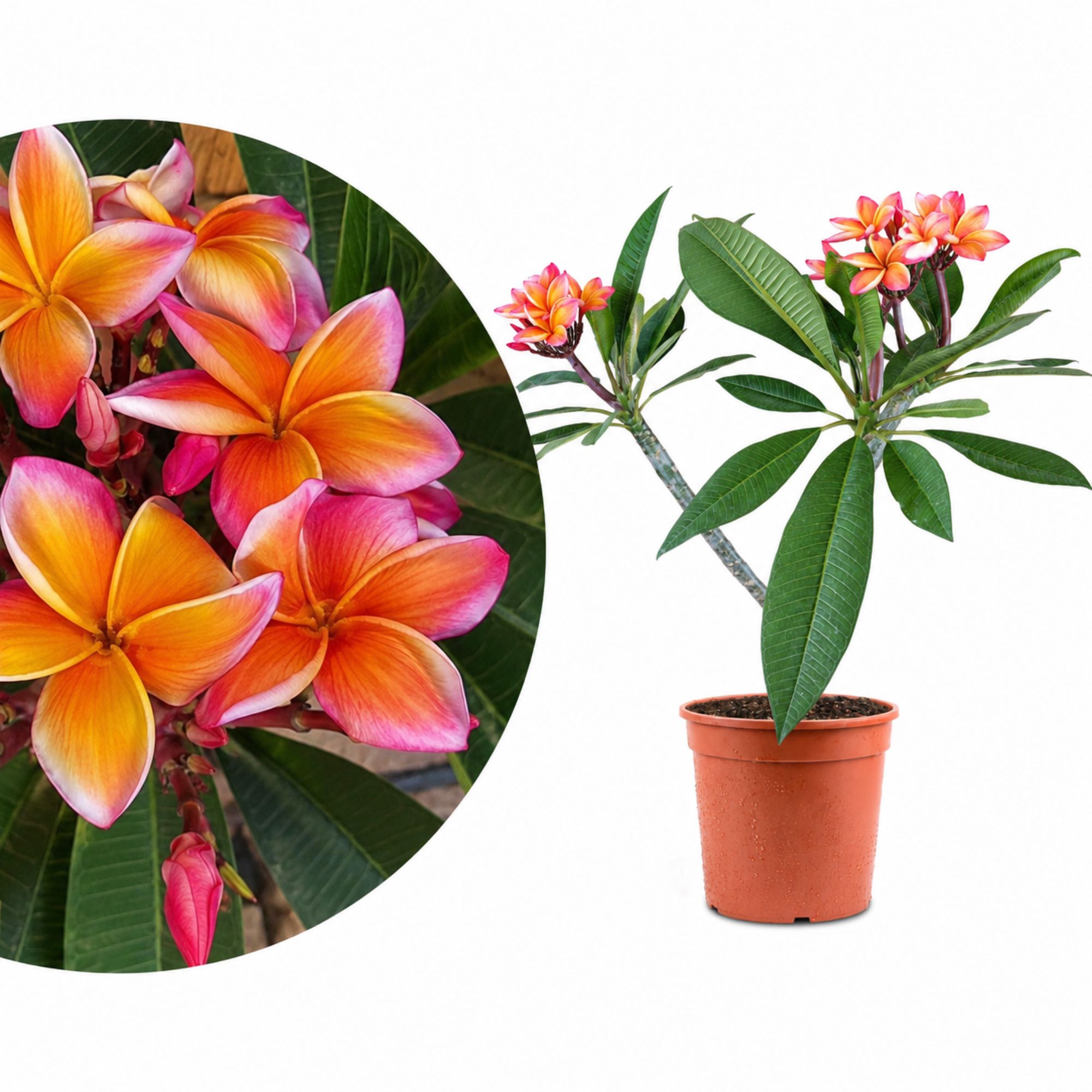 Frangipani Ø 20  - Plumeria rubra - Pomelia