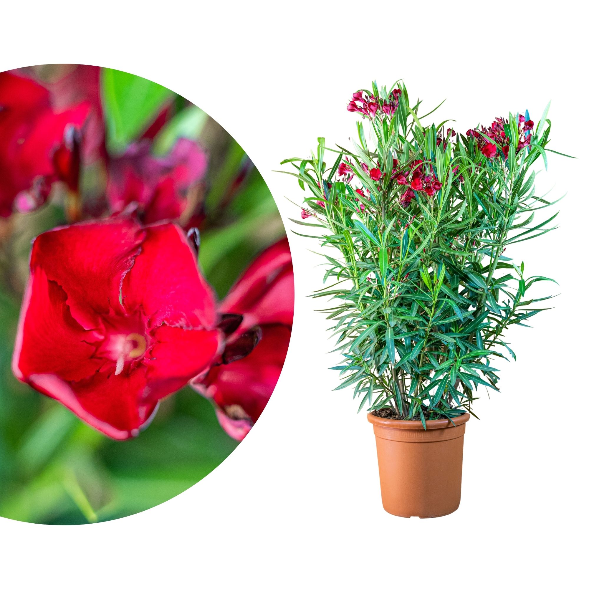 Roter Oleander 'Jannoch'