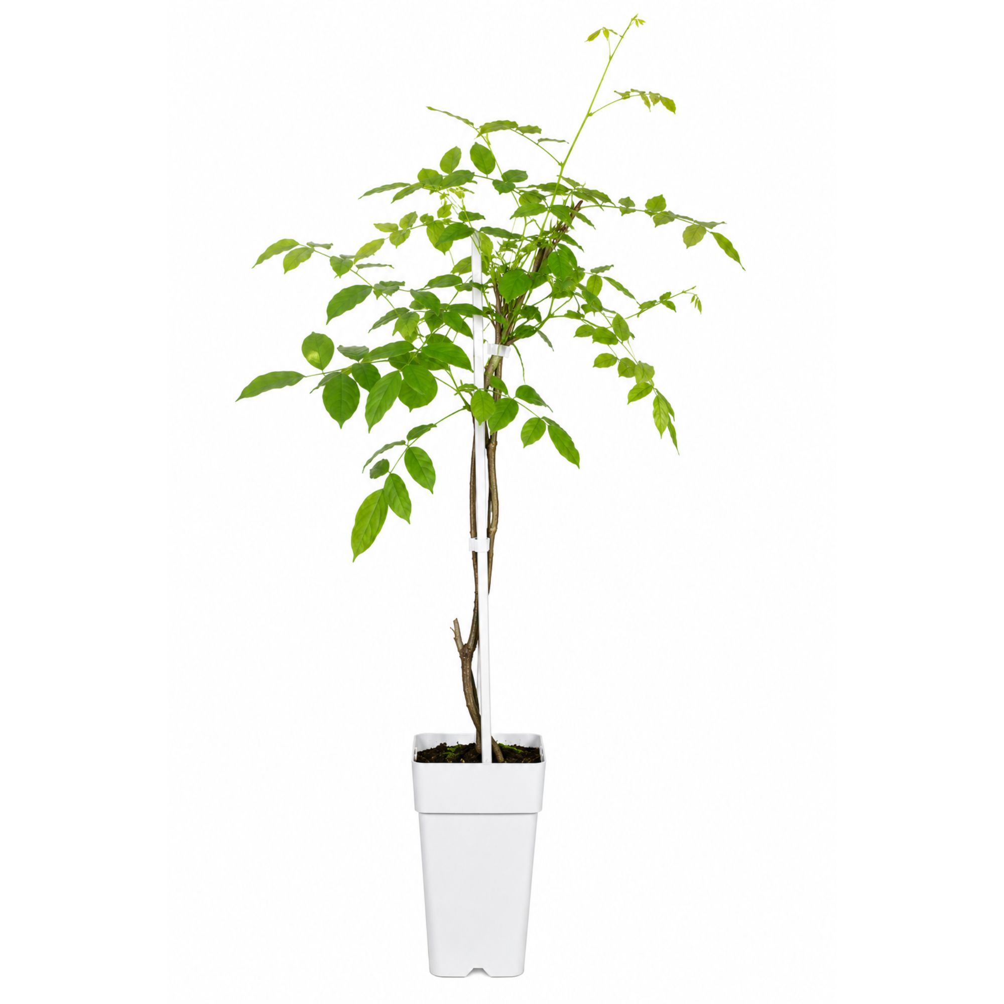 Amerikanischer Blauregen 'Blue Moon' - Wisteria macrostachya Blue Moon