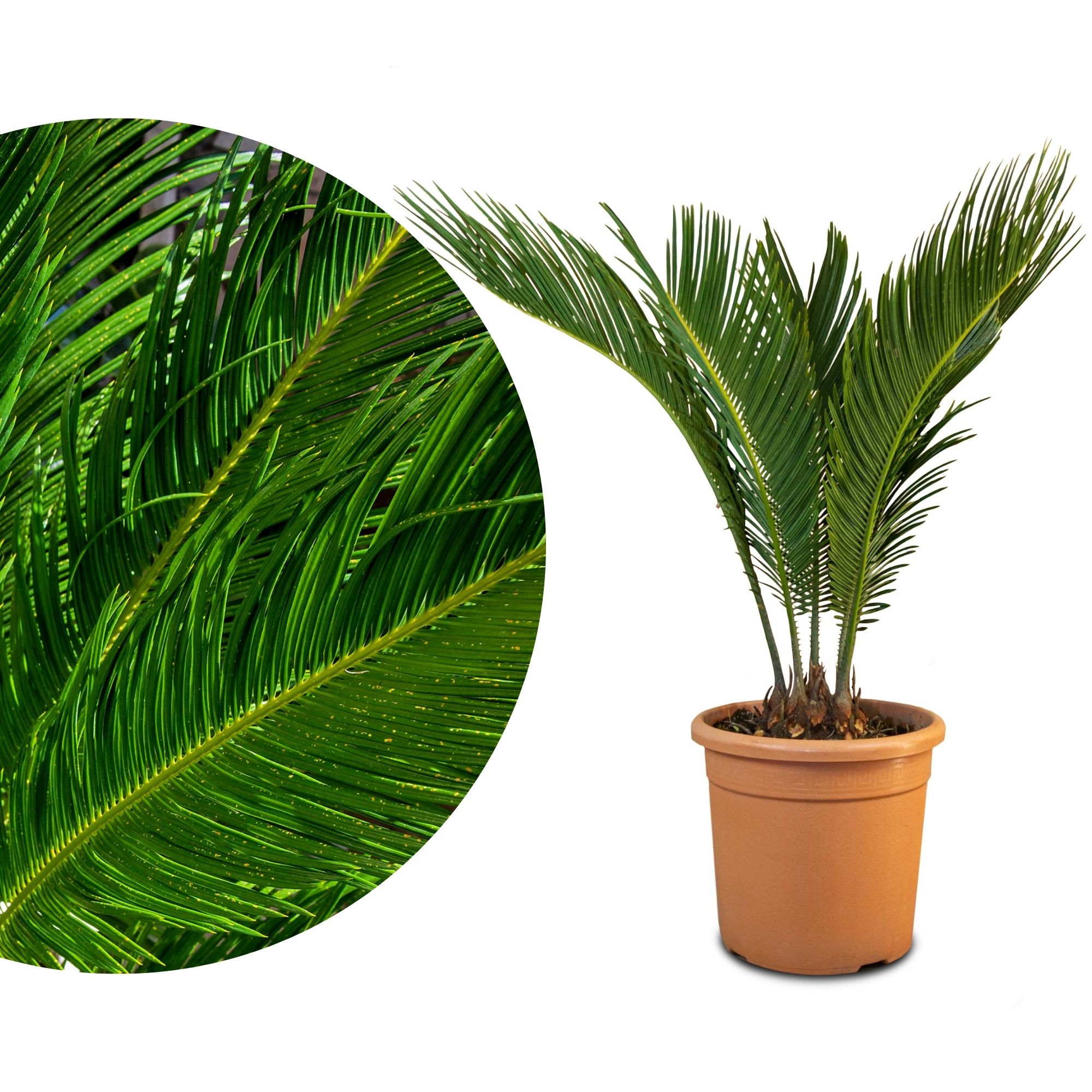 Palme Cycas revoluta [Mezzo]