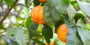 Citrus Alte Sorten