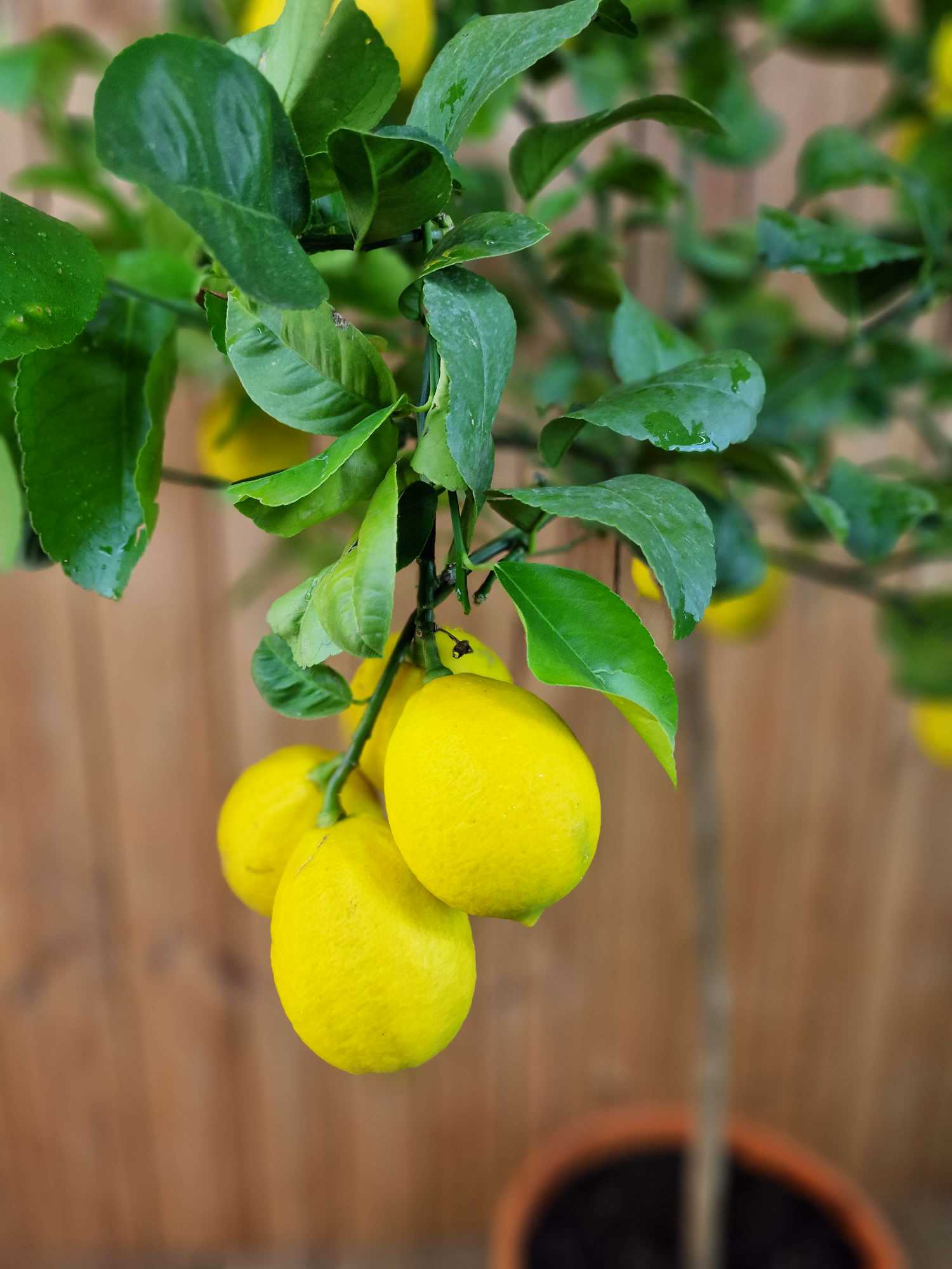 Meyer Zitrone [Grande] - Citrus Limon 'meyeri' - Meyer Lemon