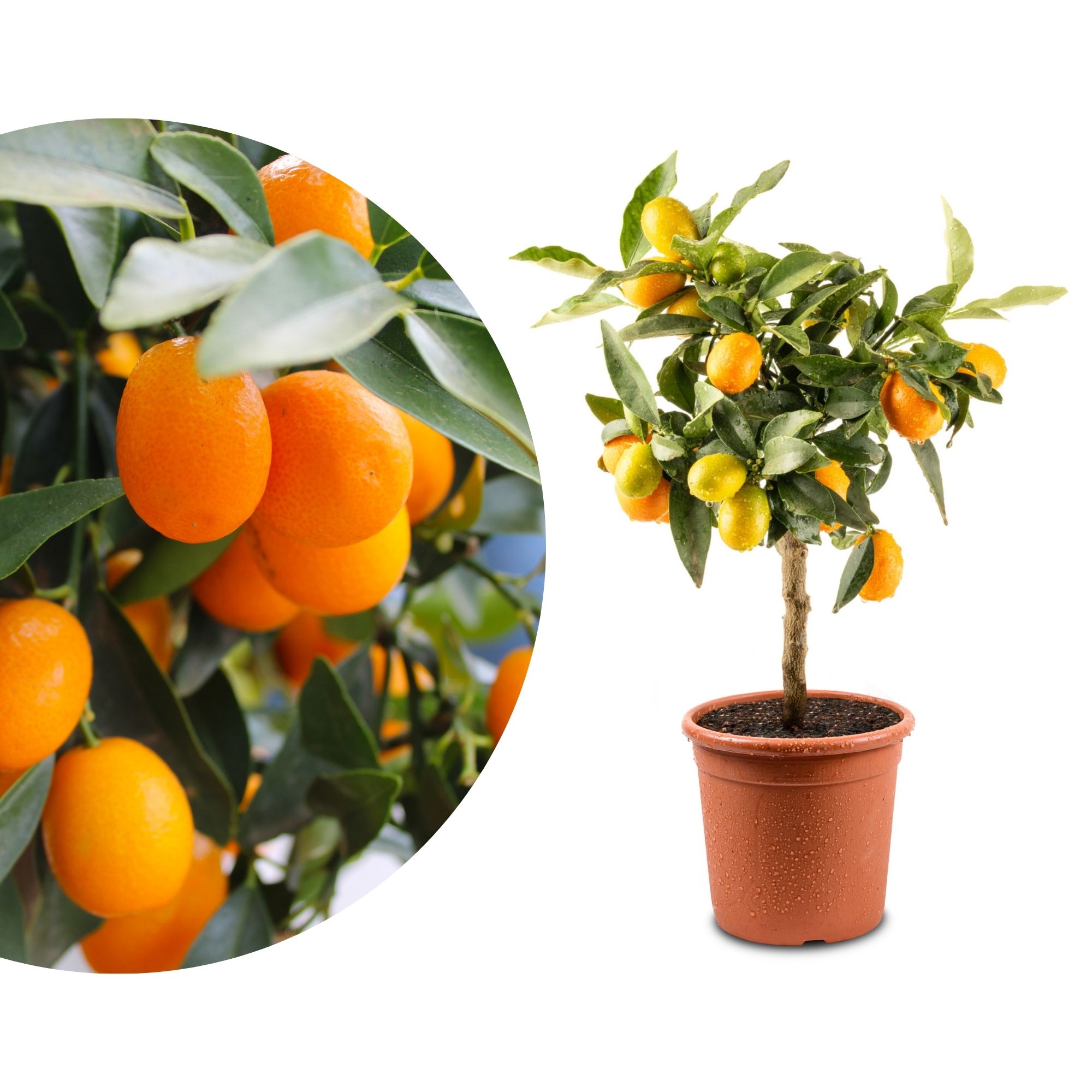 Kumquat [Mini] - Citrus japonica - Fortunella margarita