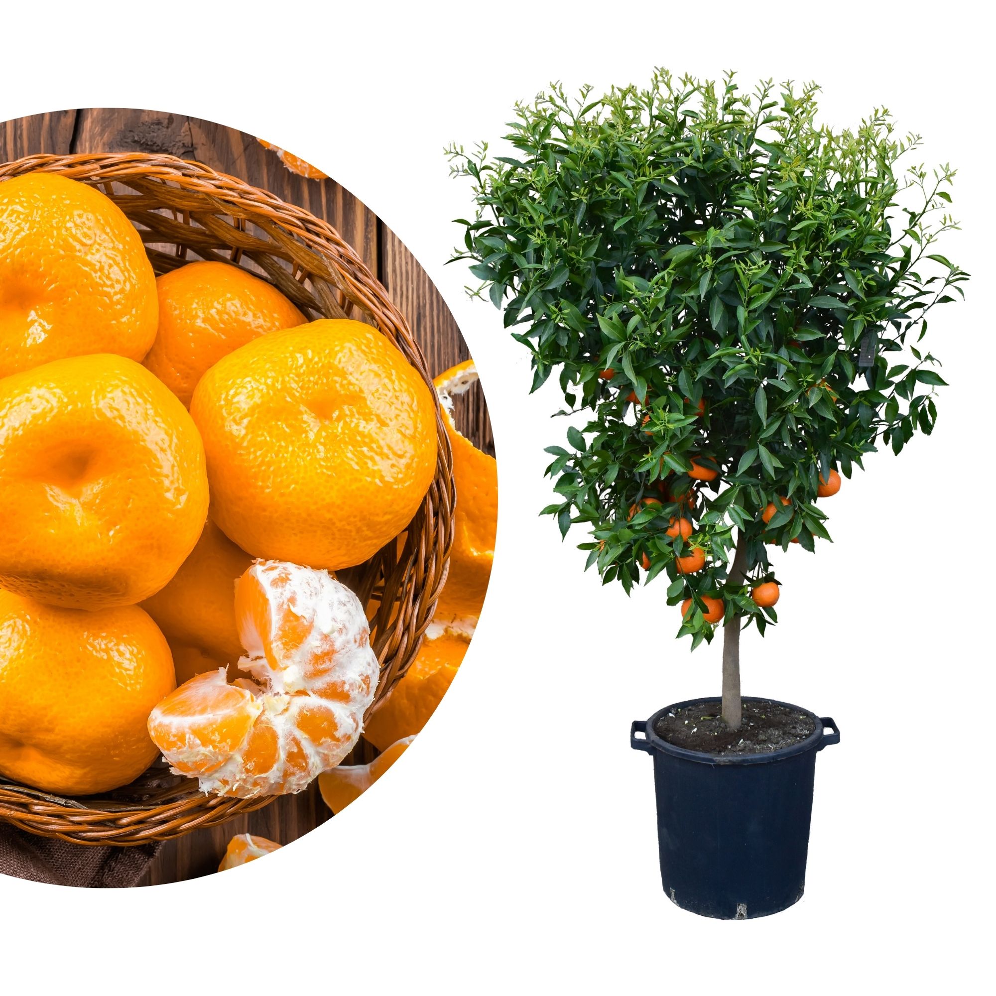 Mandarinenbaum [Molto Grande] - Citrus deliciosa - Citrus reticulata
