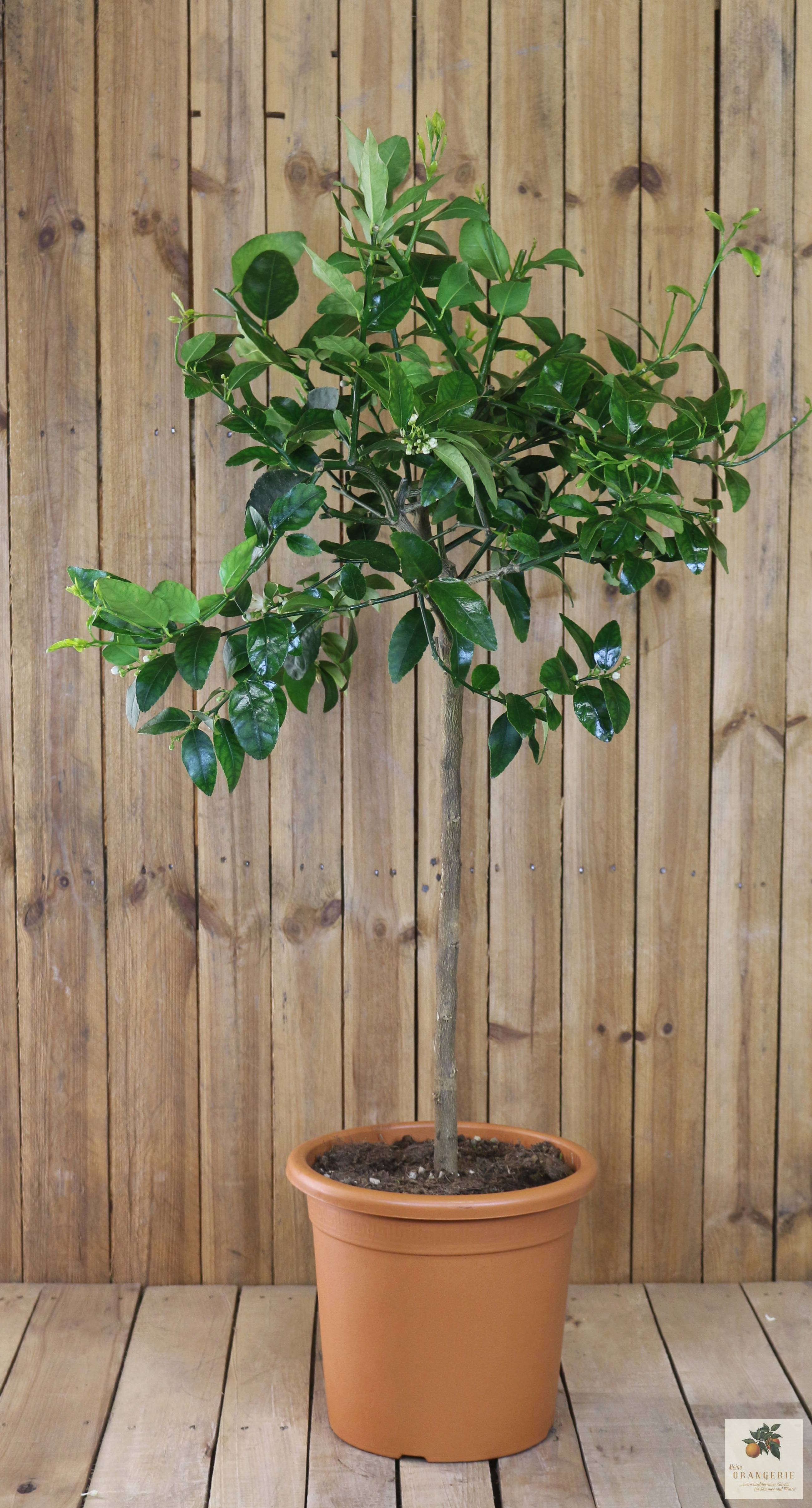 Tahiti Limette [Grande] - Persische Limette - Citrus Latifolia