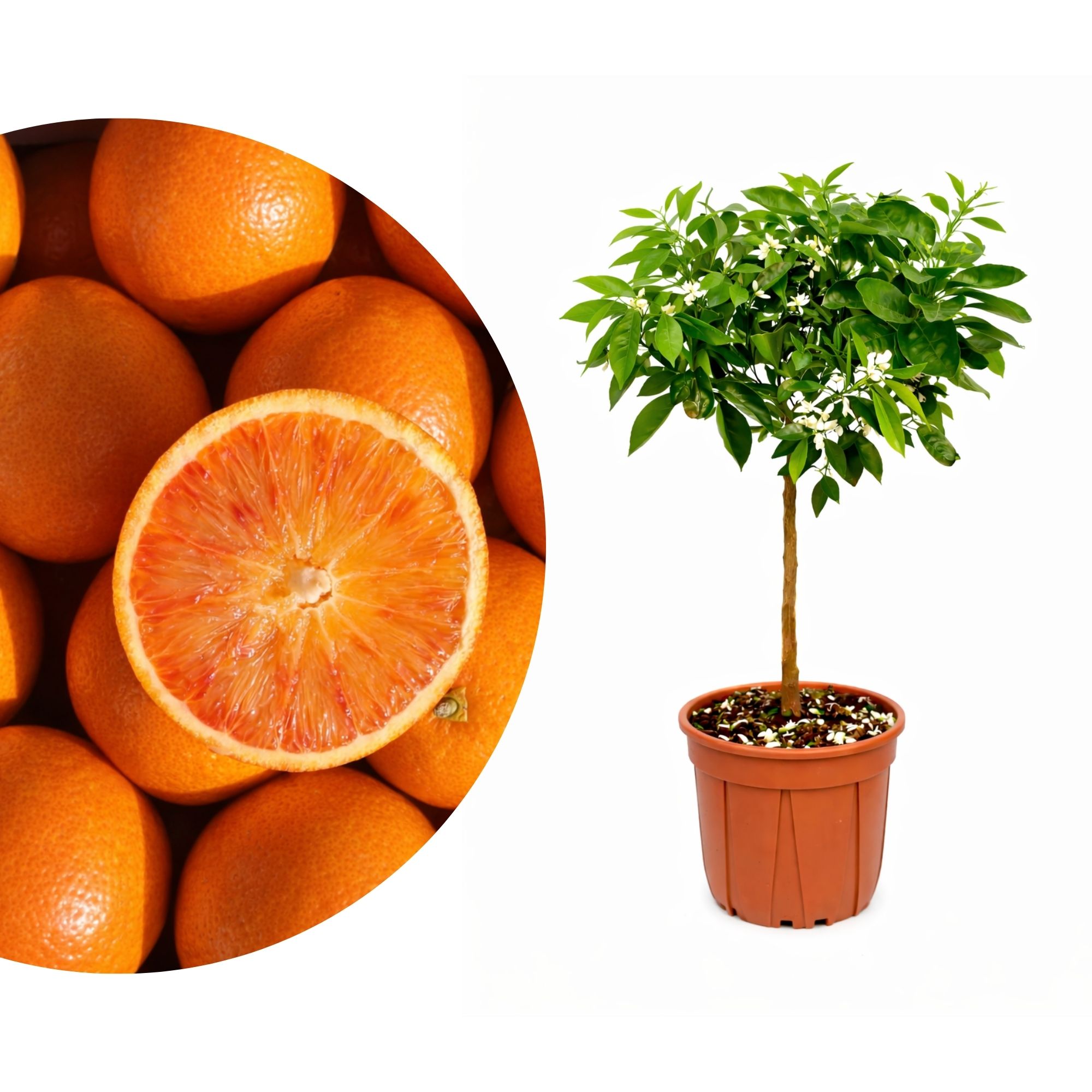 Blutorangenbaum Tarocco - Sonder-Sorte: 'Messina'