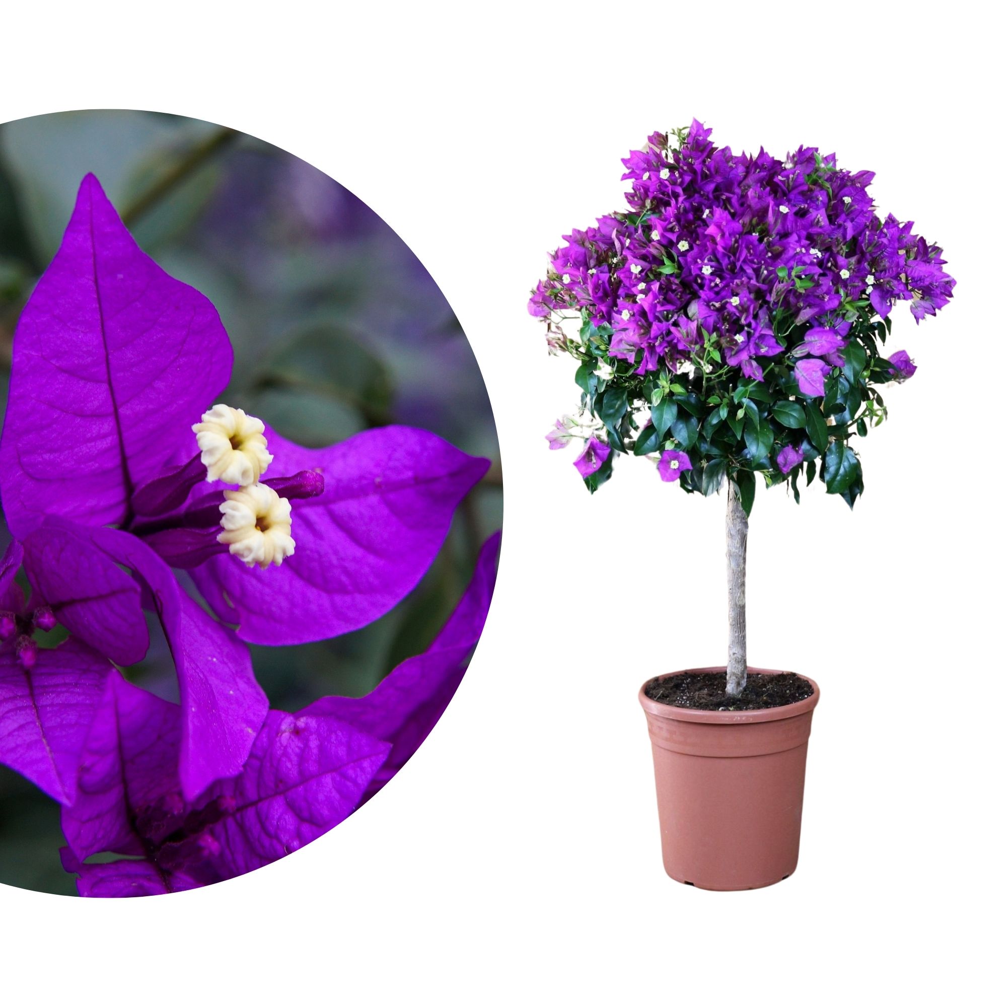 Bougainvillea Stamm [Grande]