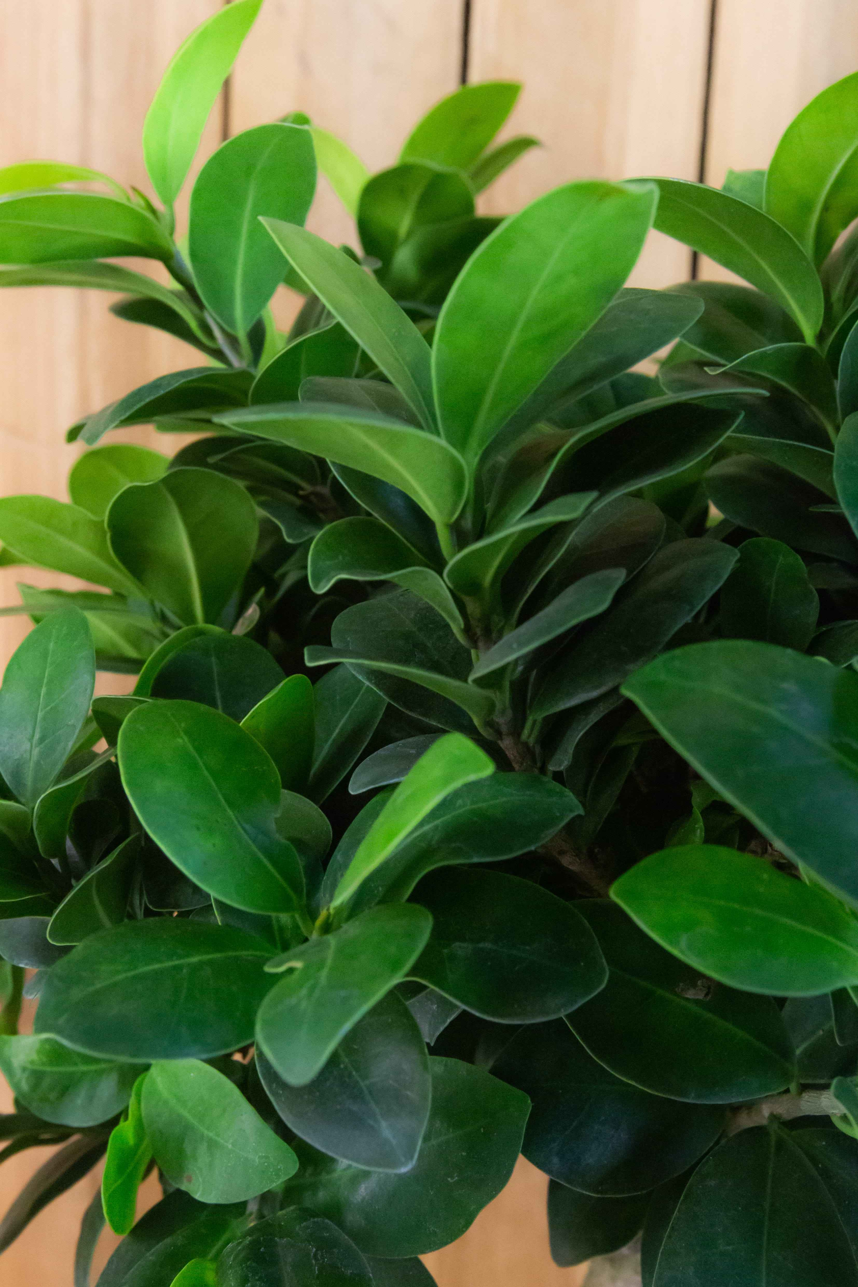 Bonsai Ficus Ginseng [Mezzo] - Ficus Microcarpa - Chinesischer Feigenbaum  - Bonsaipflanze für drinnen und draußen - Lorbeerfeige - Ficus Retusa