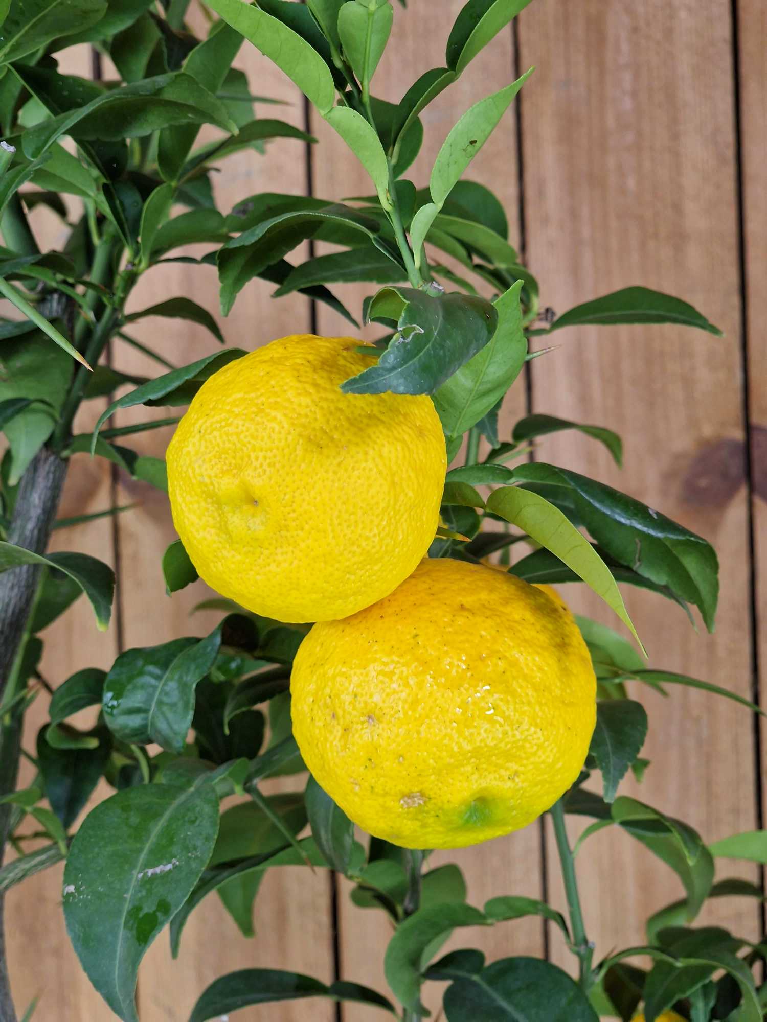 Yuzu [Grande] - Citrus junos - Citrus ichangensis × Citrus reticulata