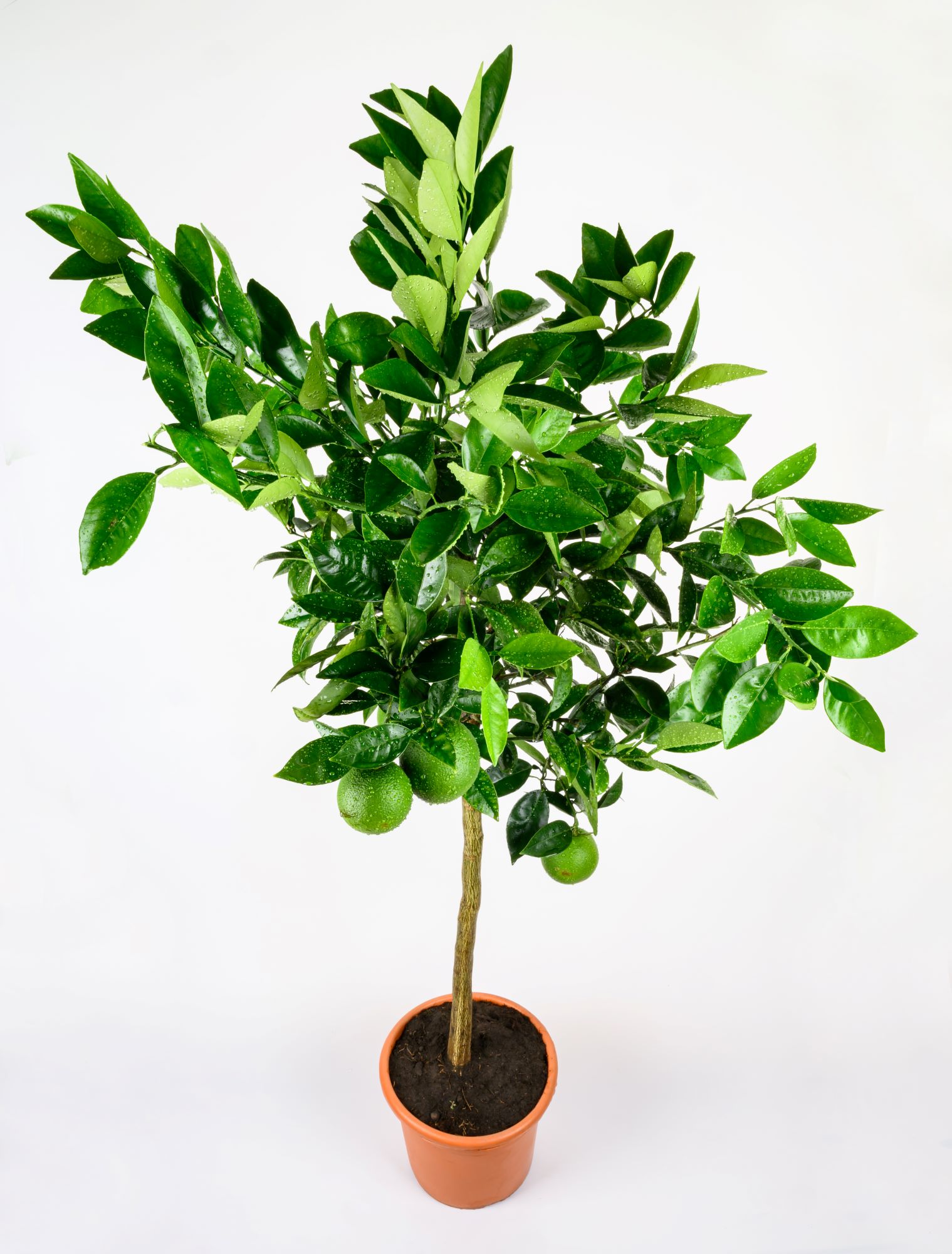 Blutorangenbaum Moro [Grande] - Citrus Sinensis 'Moro'