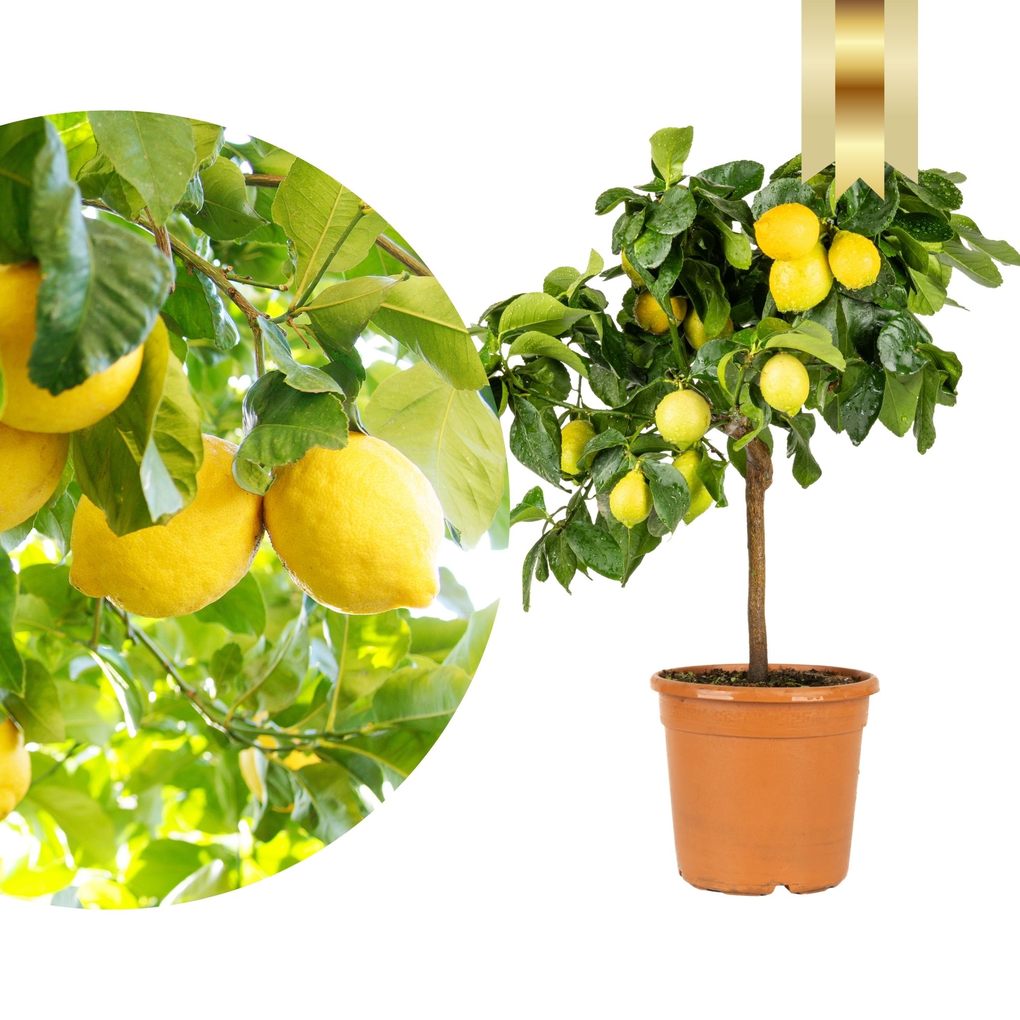 Zitronenbaum "Edition Orangerie"