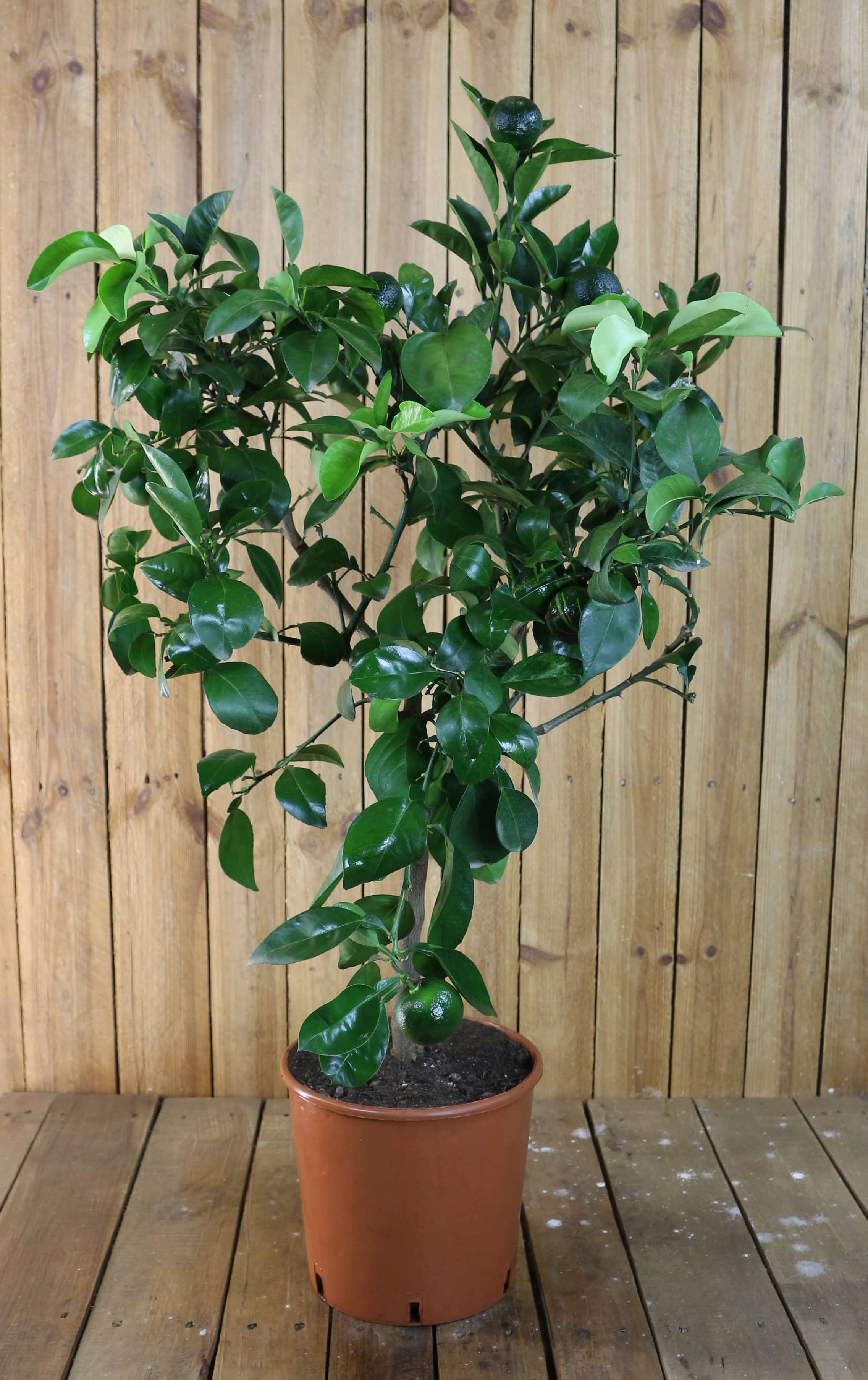 Bitterorange - Pomeranze - Citrus aurantium