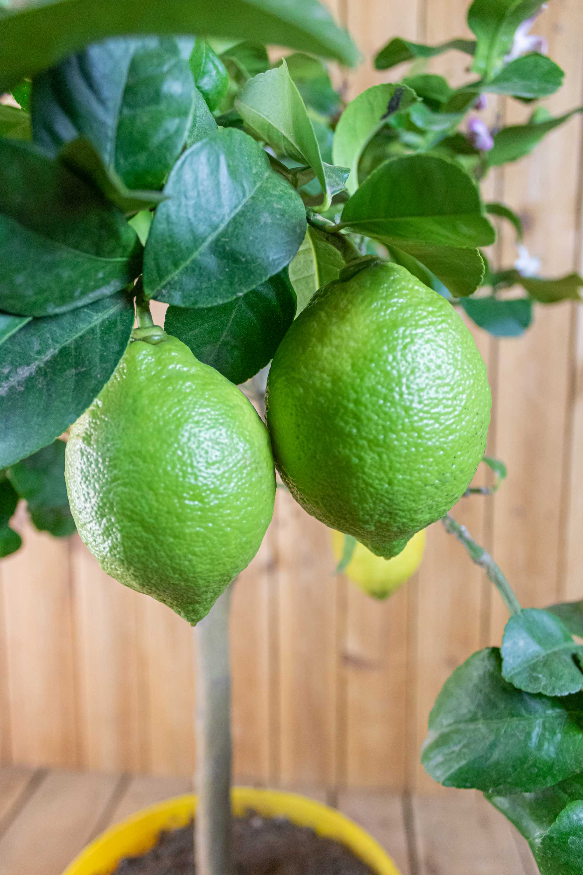 Carrubaro Zitrone [MOLTO GRANDE] - Citrus Limon 'Feminello Carrubaro' - Sizilianische Zitrone