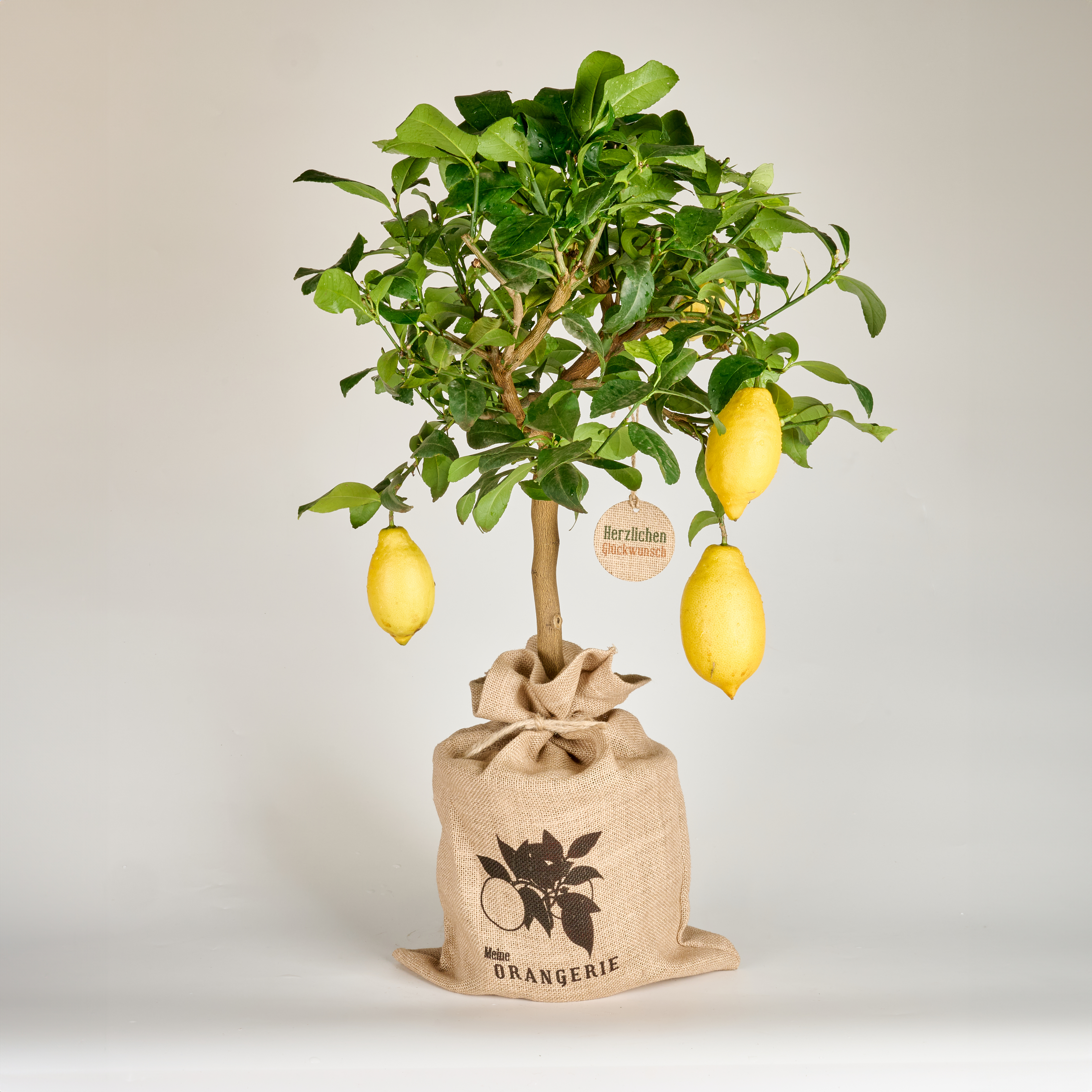 Geschenksack Jute für Pflanze "MEZZO" mit Anhänger "Alles Gute" Geschenksack Jute für Pflanze "MEZZO" mit Anhänger "Alles Gute"