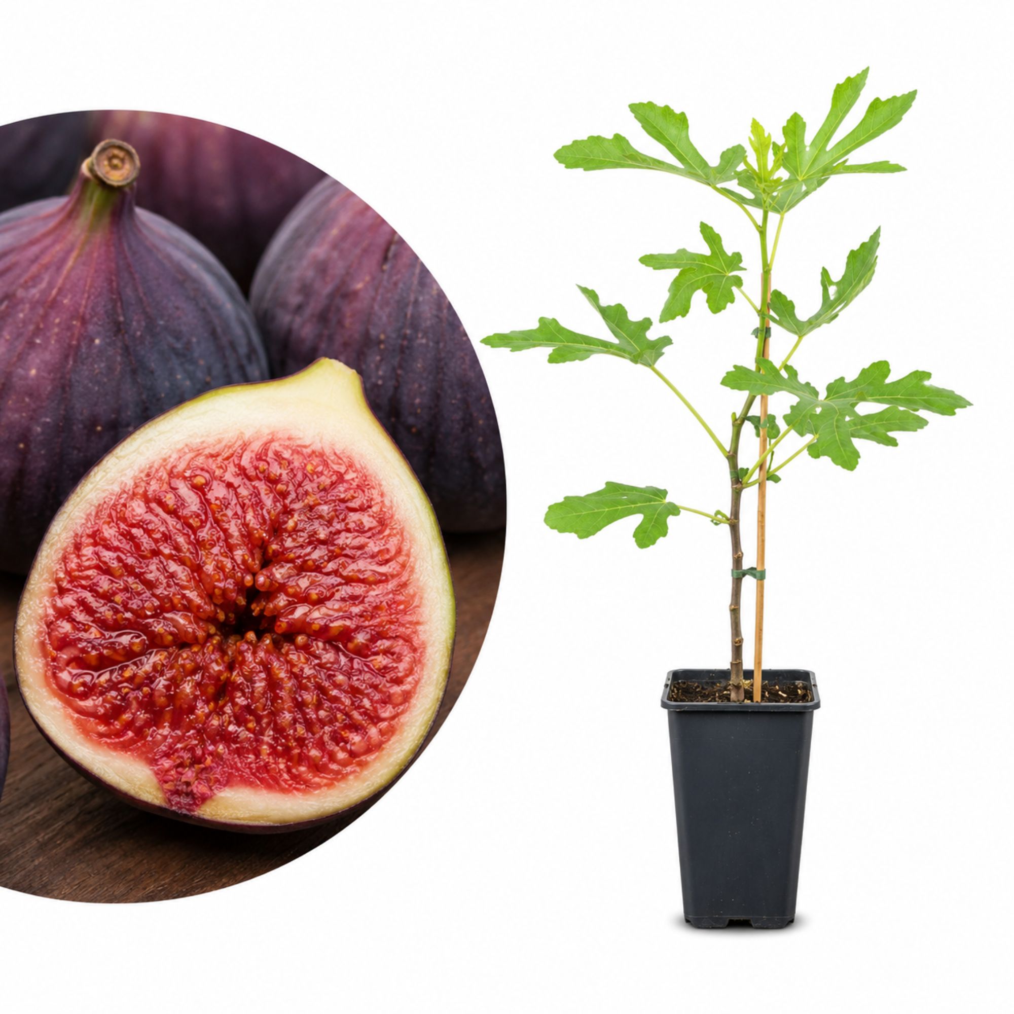Feige Stämmchen [Mini] - Ficus carica "Brown Turkey"