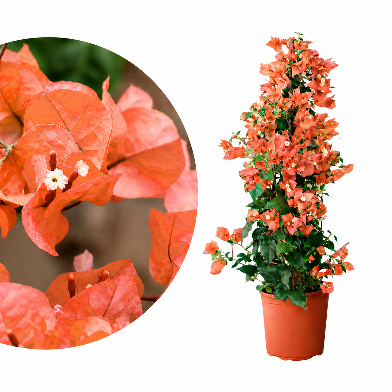 Bougainvillea Pyramide 'Arancione'