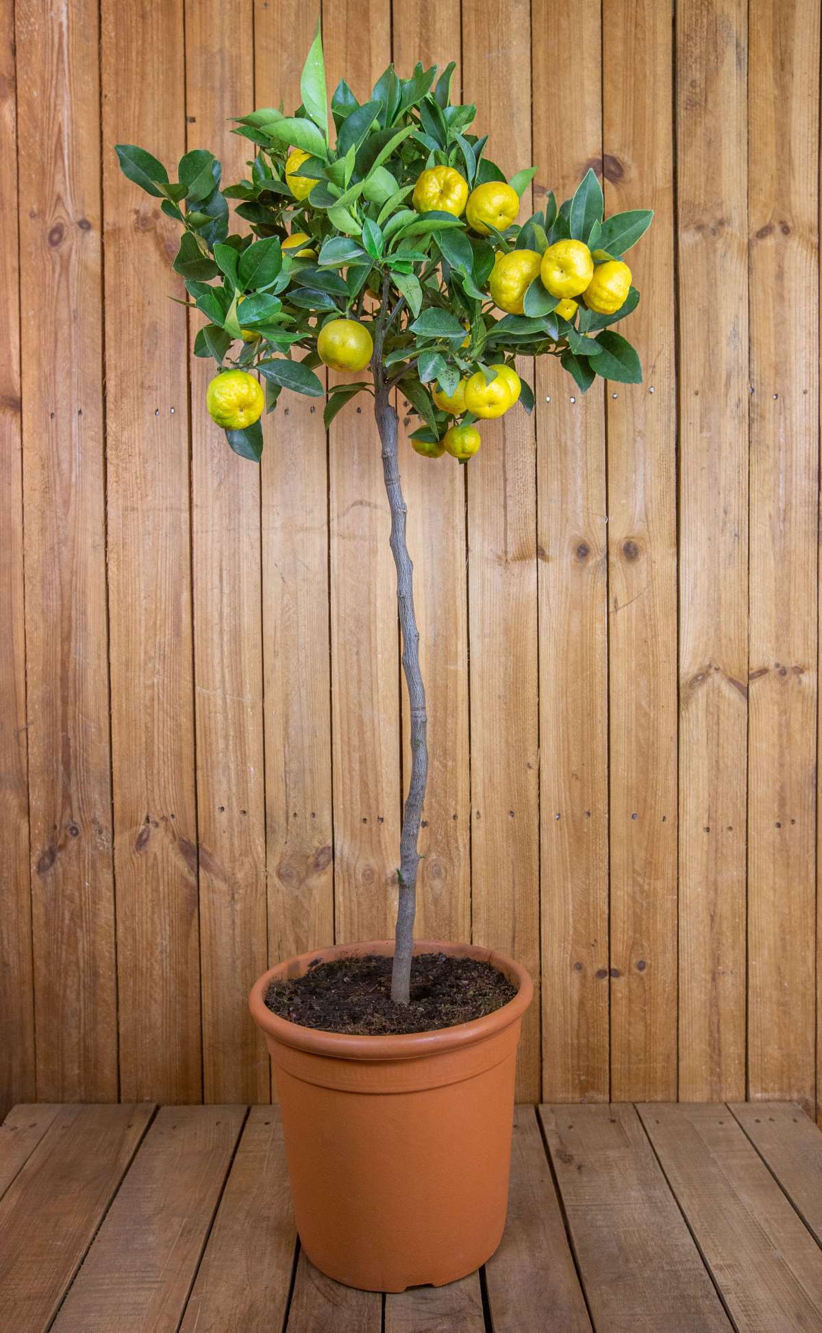 Römische Süßlimette [GRANDE] - Pursha-Limette