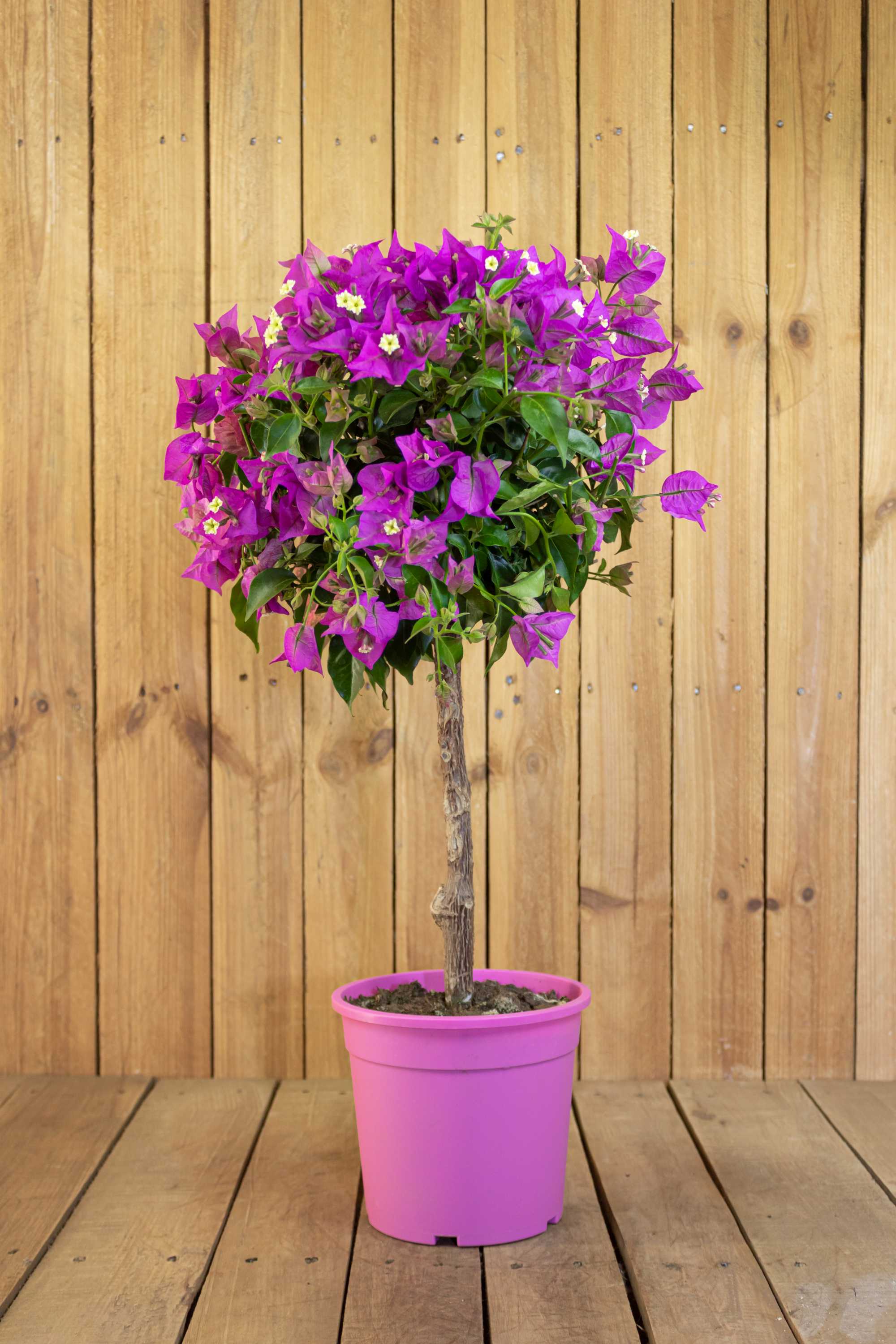 Bougainvillea Stamm "Piccolo"