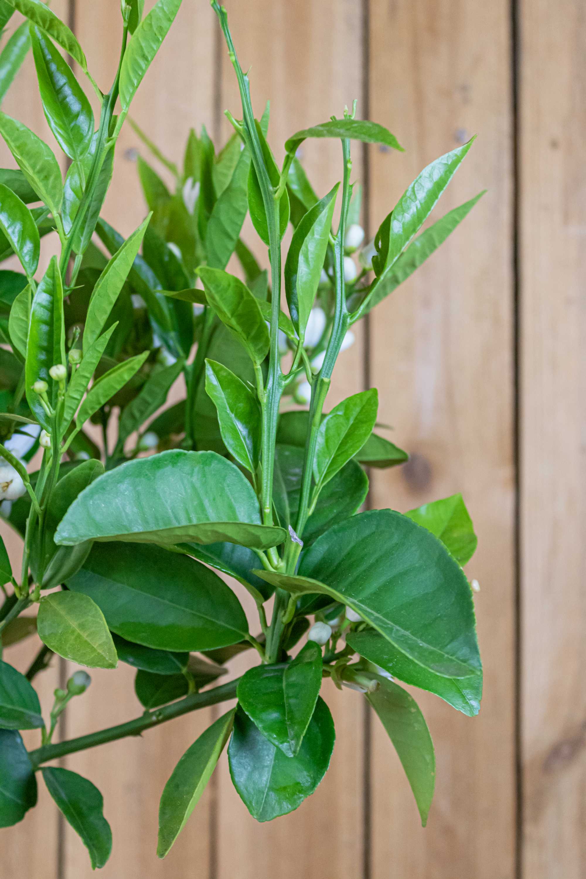 Blutorangenbaum Tarocco [MEZZO] - Citrus Sinensis 'Tarocco'