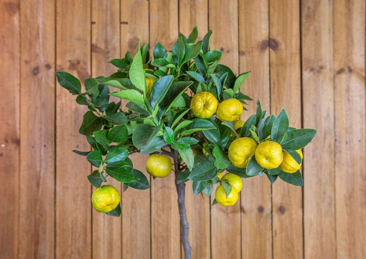 Römische Süßlimette [GRANDE] - Pursha-Limette