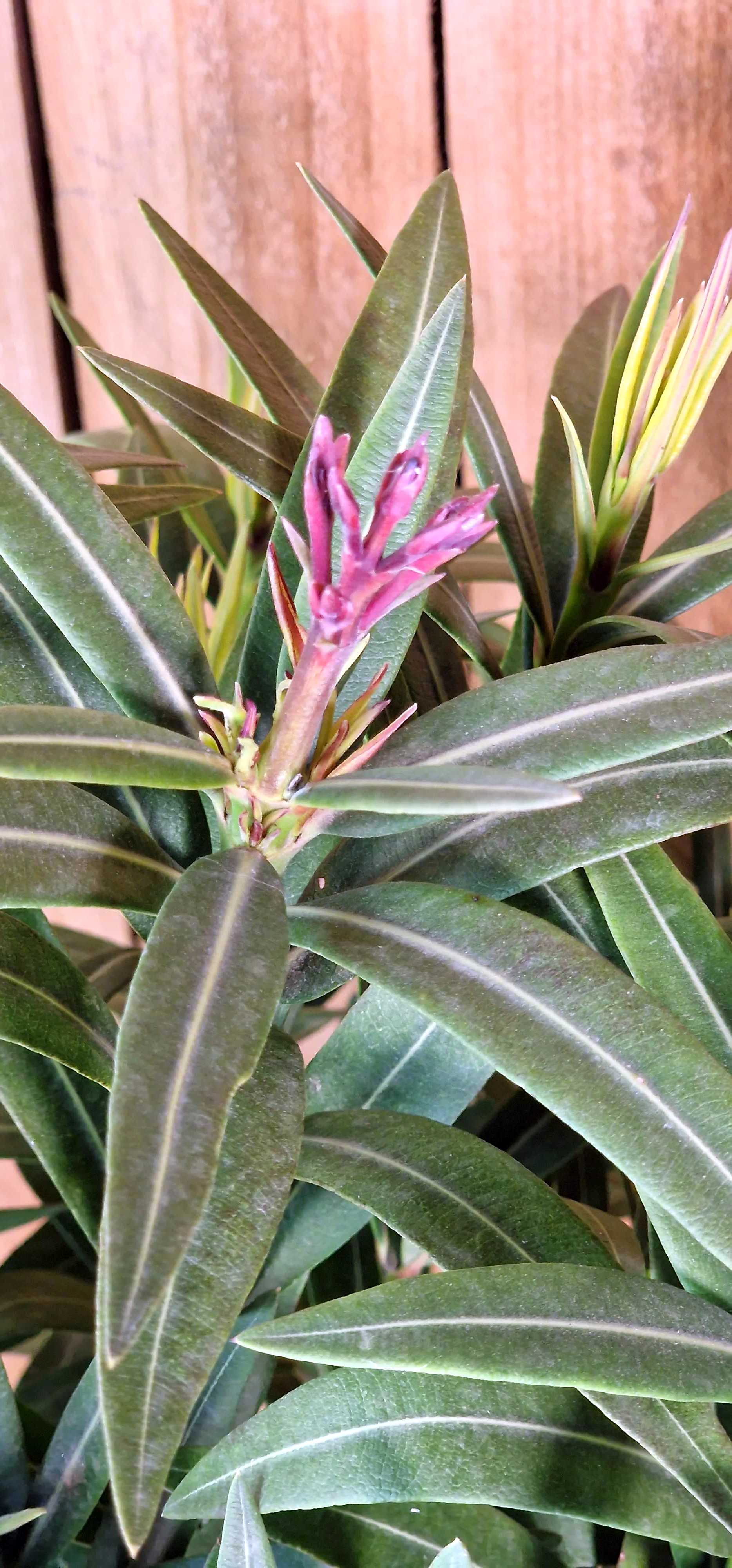 Roter Oleander - Nerium Evolution "Candy" - Busch [MEZZO]