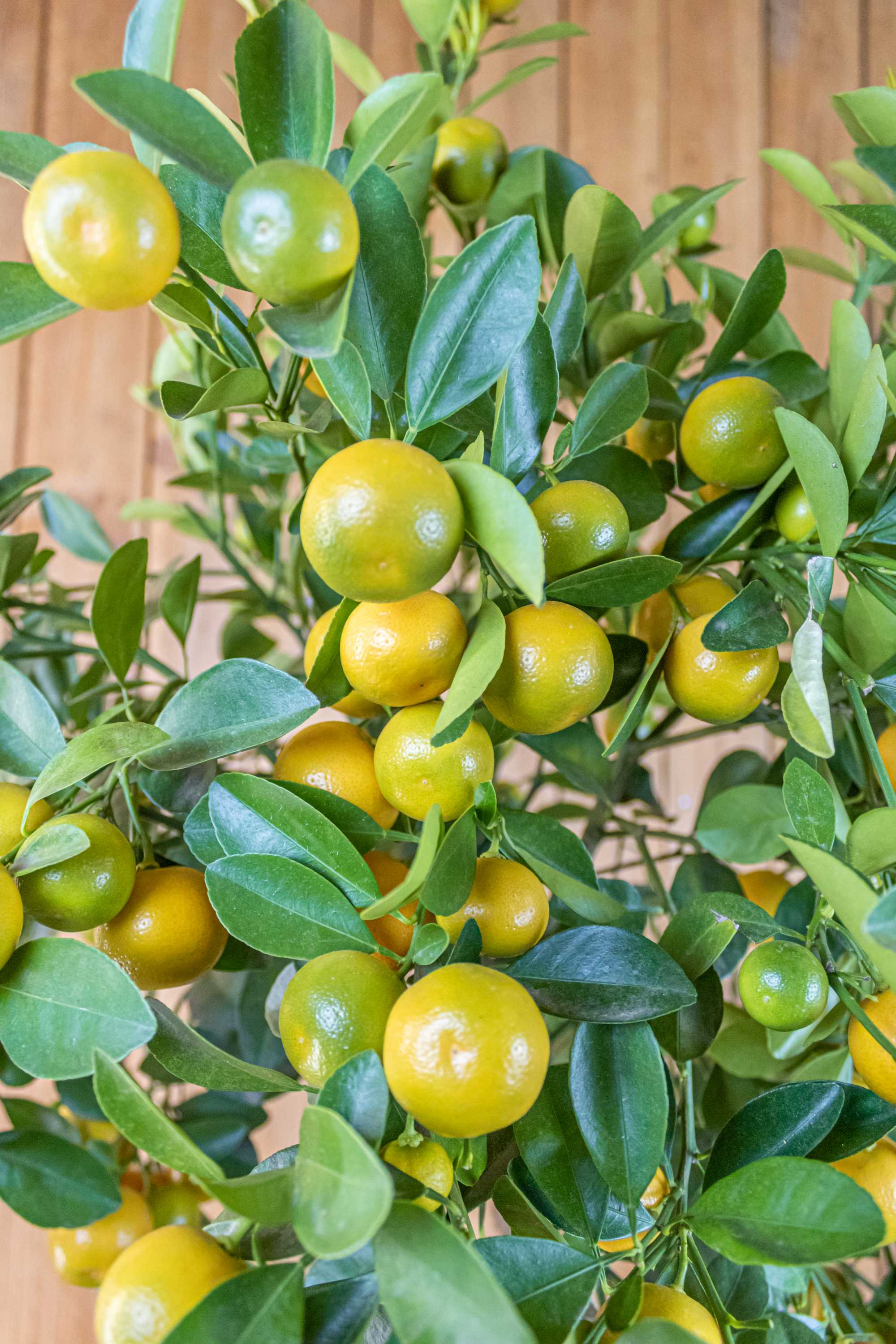 Calamondin [Grande] - Calamansi - Citrus Mitis