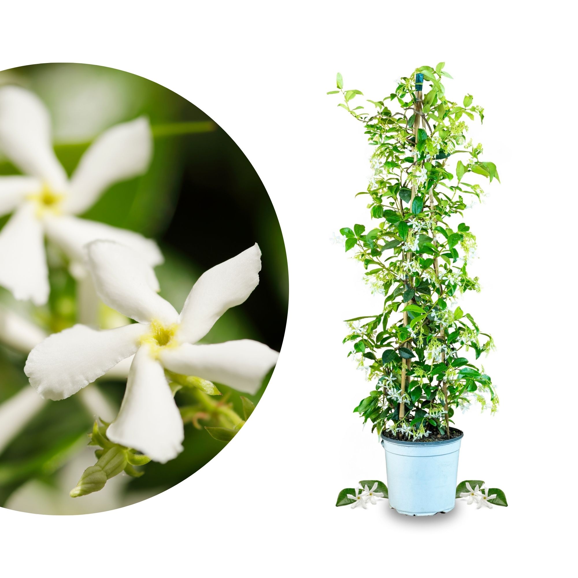 Sternjasmin [Piccolo] - Toskanischer Jasmin - Trachelospermum Jasminoides