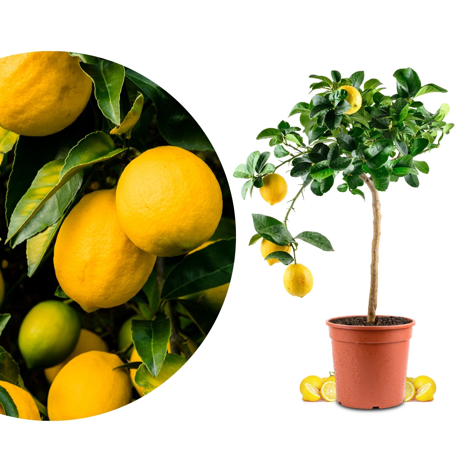 Zitronenbaum - Sonder-Sorte: 'ADAMO' Zitronenbaum - Sonder-Sorte: 'ADAMO'