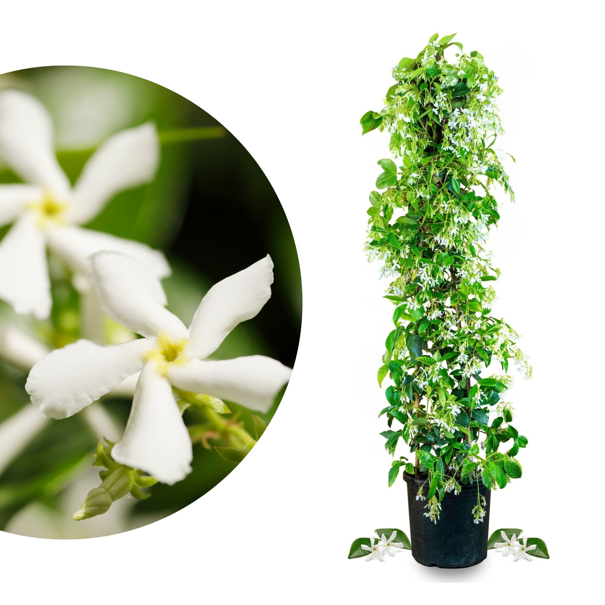 Sternjasmin [Mezzo] - Toskanischer Jasmin - Trachelospermum Jasminoides 