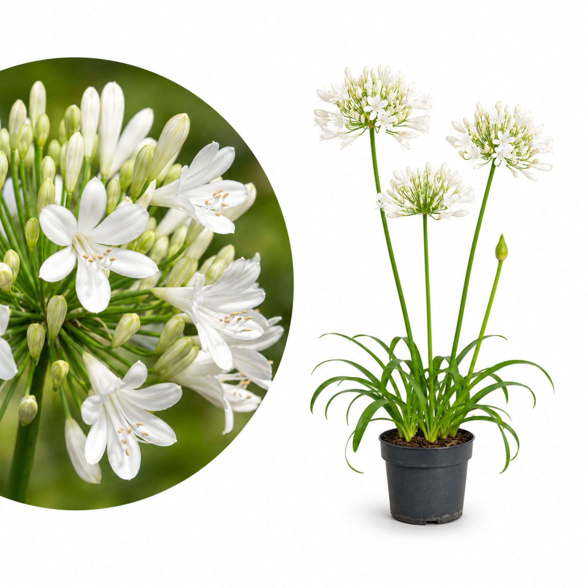 Weiße Schmucklilie - Agapanthus "Sparkle" - Mehrjährig, winterhart, Kübelpflanze mit langer Blüte