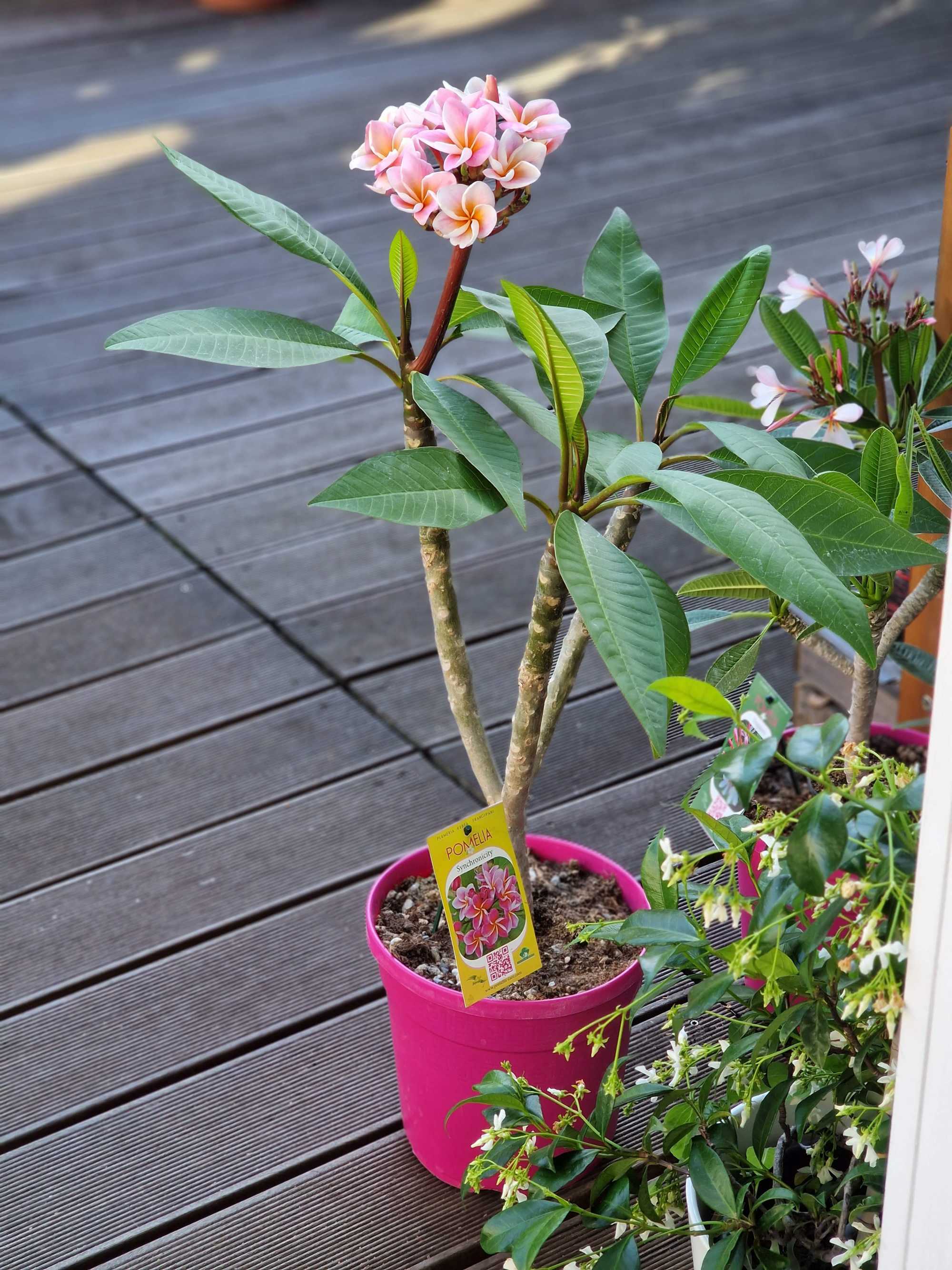 Frangipani "Synchronicity" Ø 20  - Plumeria rubra - Pomelia