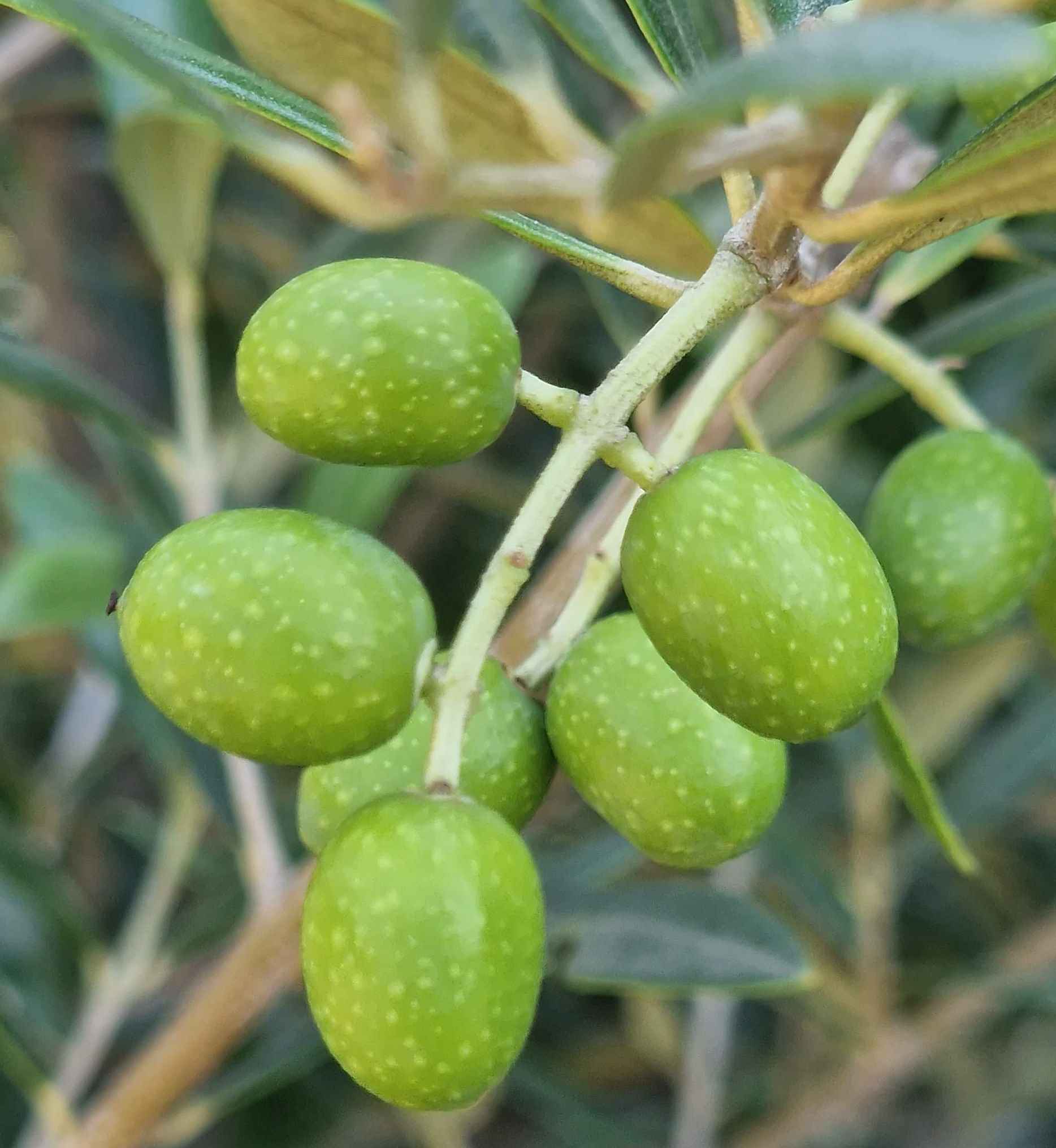 Olivenbaum [Superiore] - Olea europaea - echte Olive