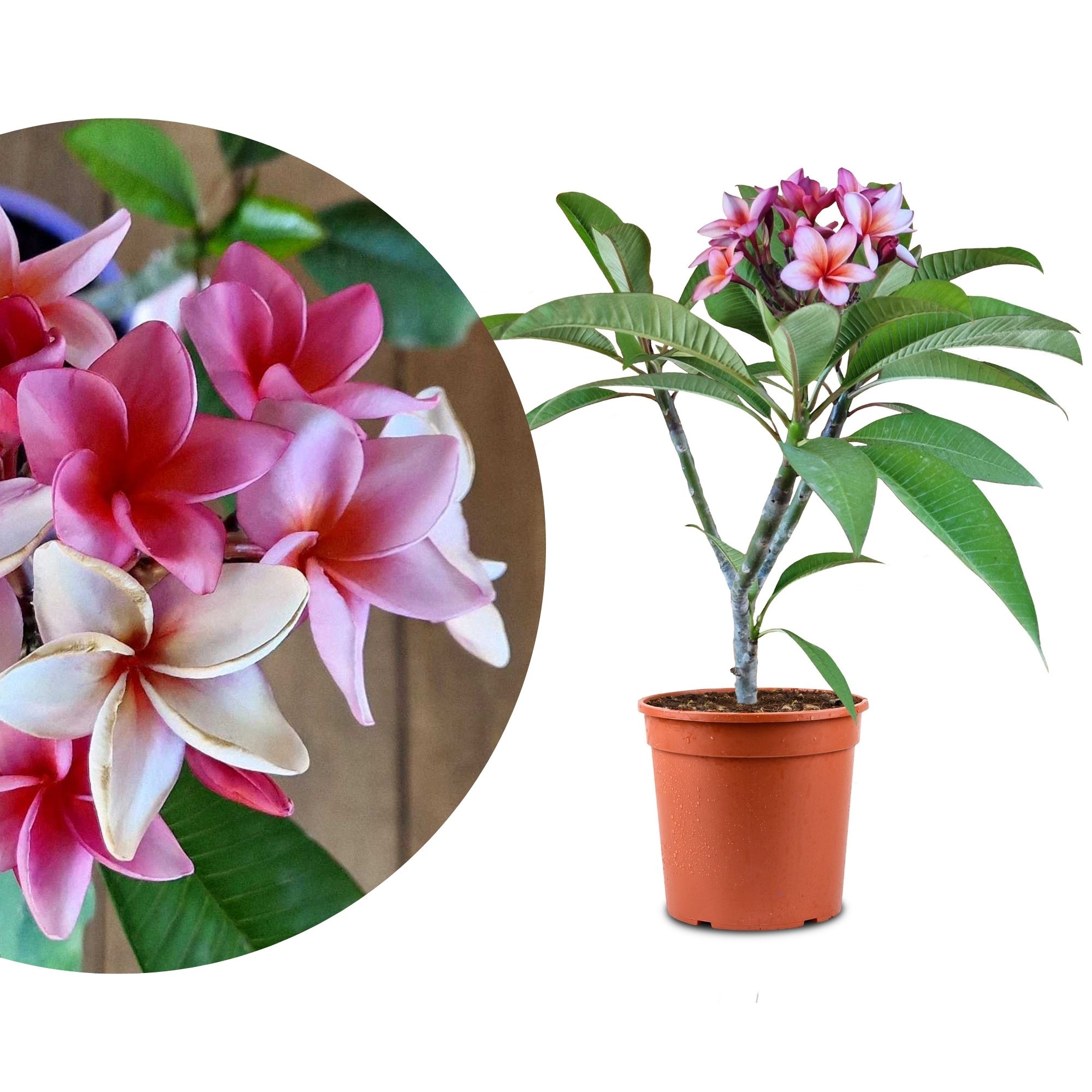 Frangipani "Jubilee" Ø 20 - Plumeria rubra - Pomelia
