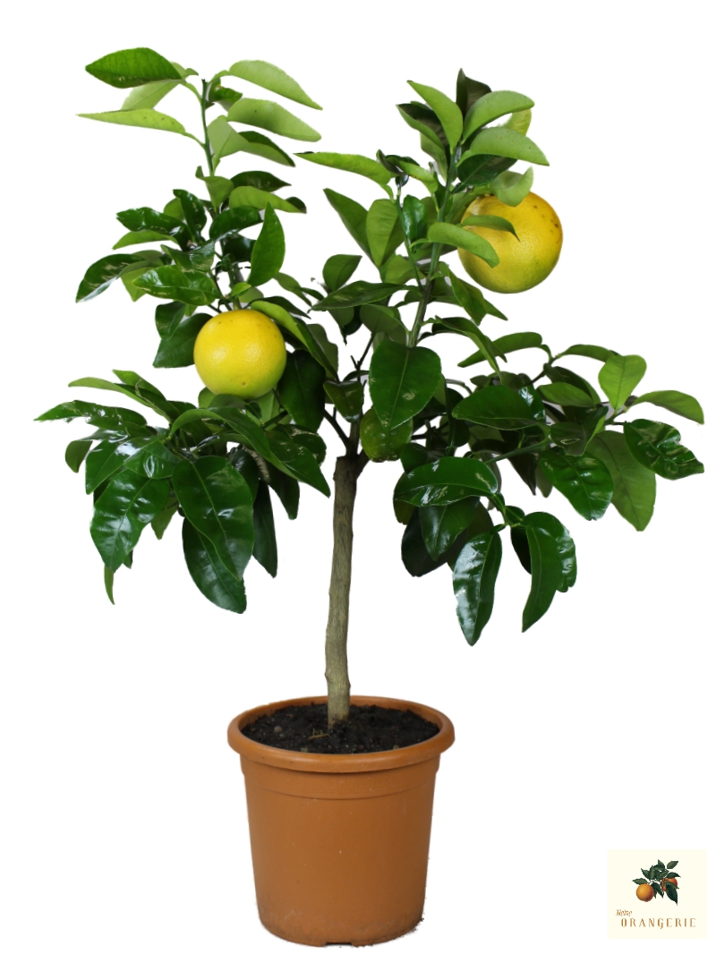 Grapefruit [Mezzo] - Citrus paradisi