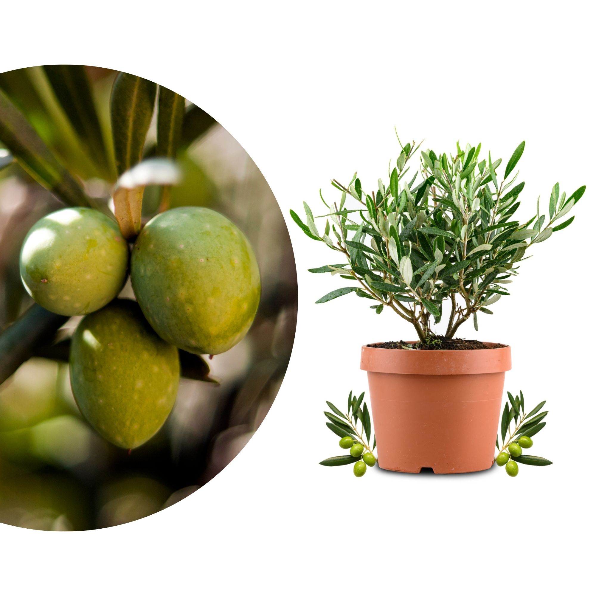 Olivenbaum Busch [Piccolo] - Olea europaea - echte Olive