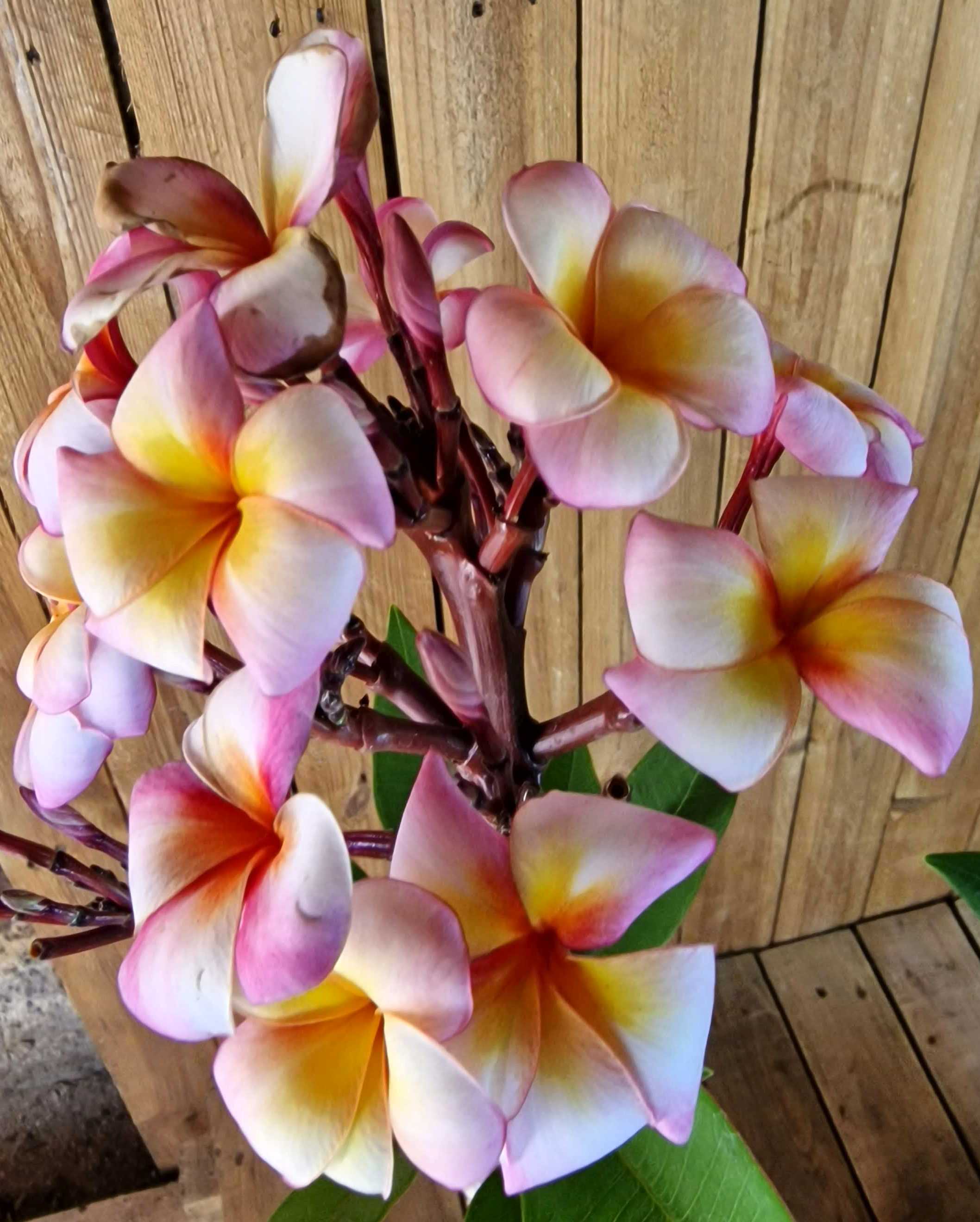 Frangipani "Thumalina" Ø 20  - Plumeria rubra - Pomelia
