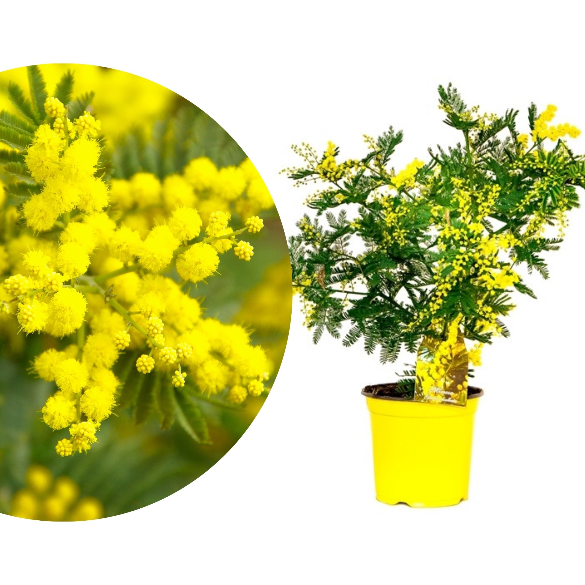 Wintermimose Busch - Mimosa 'Gaulois Astier' - Acacia dealbata - Silberakazie