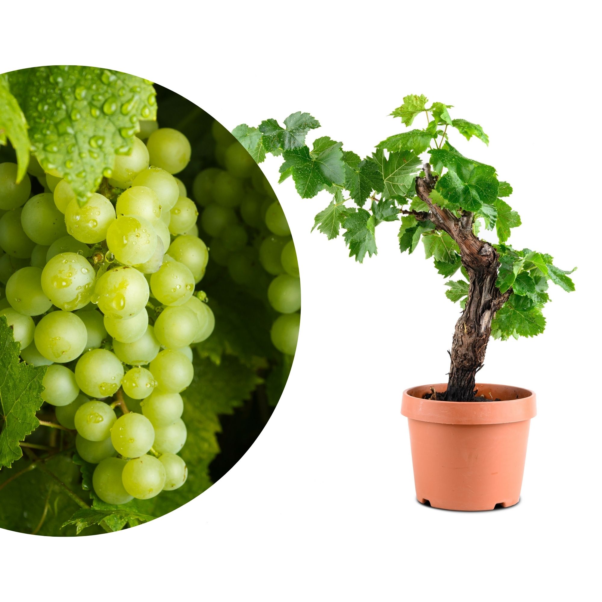 Weinrebe Bonsai [Mezzo] - Vitis vinifera - Ø18cm