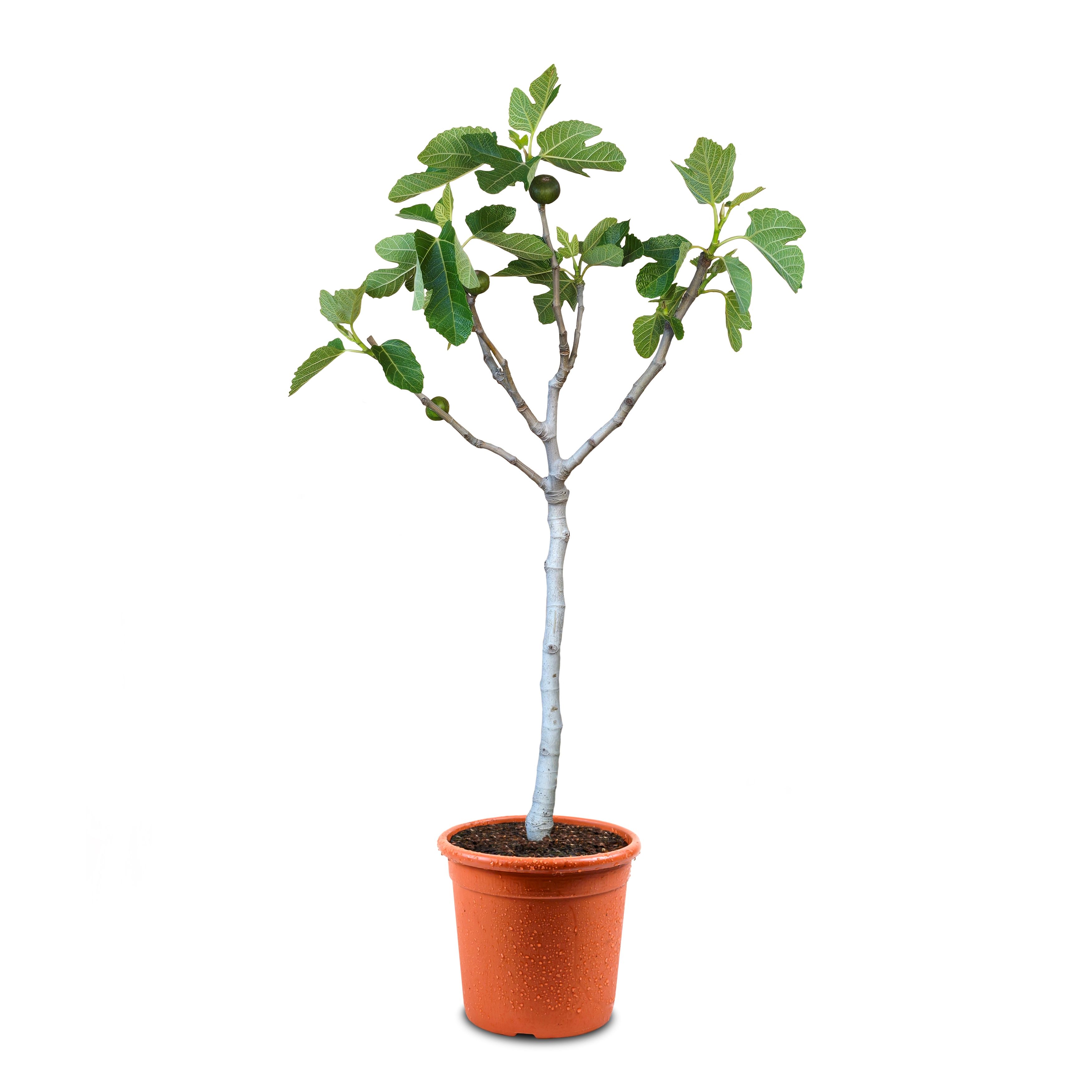 [RESTPOSTEN] Feige Stämmchen [Mezzo] - Ficus Carica "Napolitana" 
