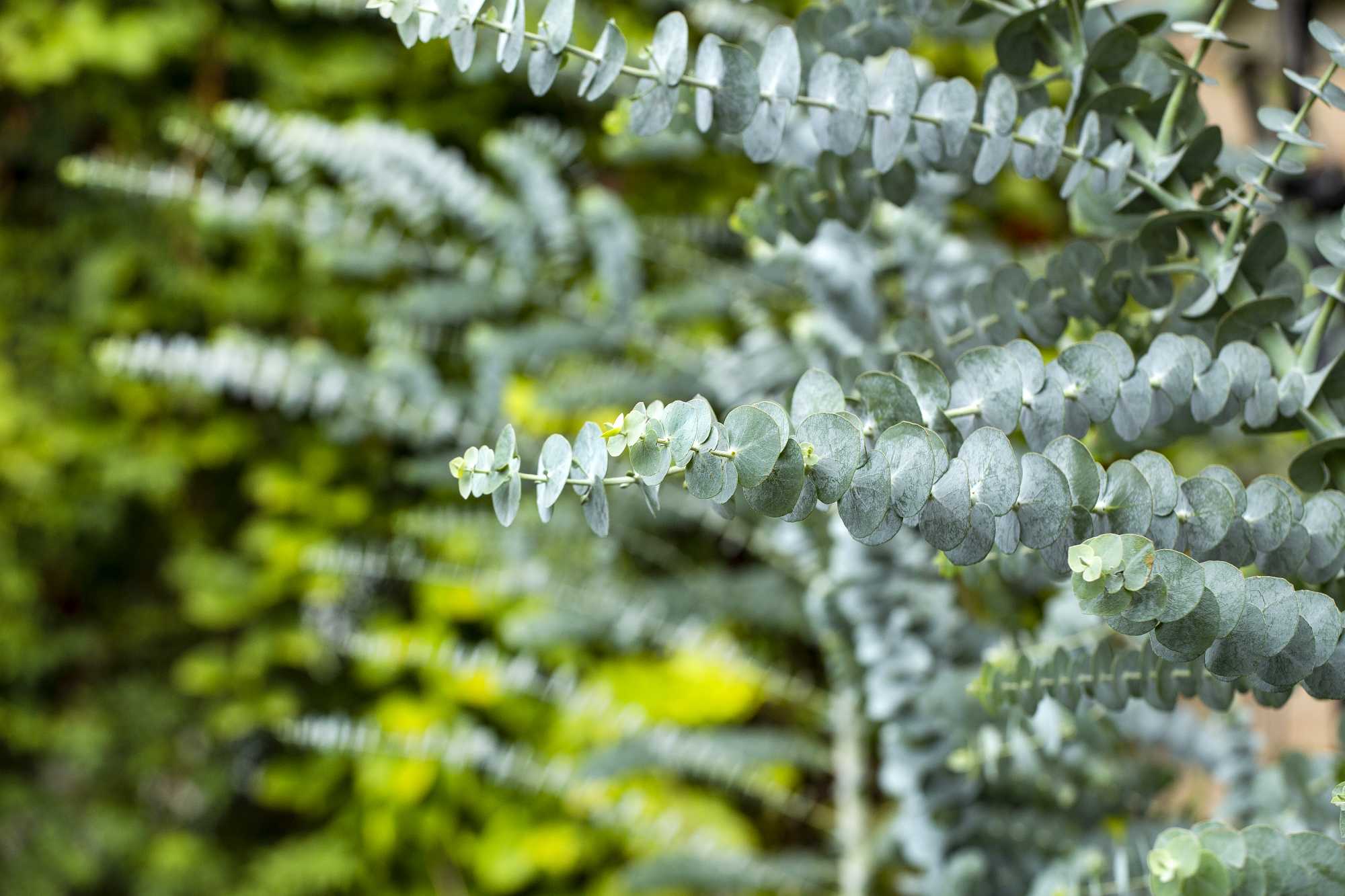 Eukalyptus [Mezzo] Busch 'Baby Blue' - Eucalyptus gunnii