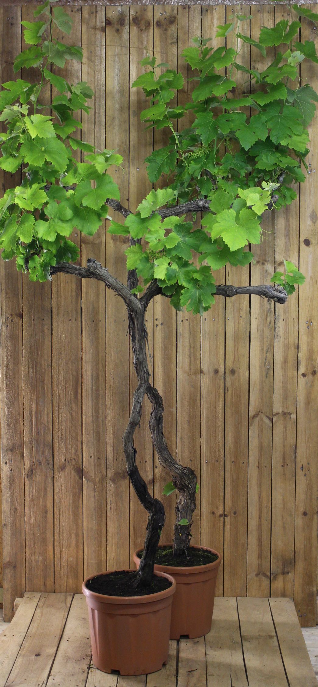 Weinrebe Vitis Vinifera [GRANDE]   