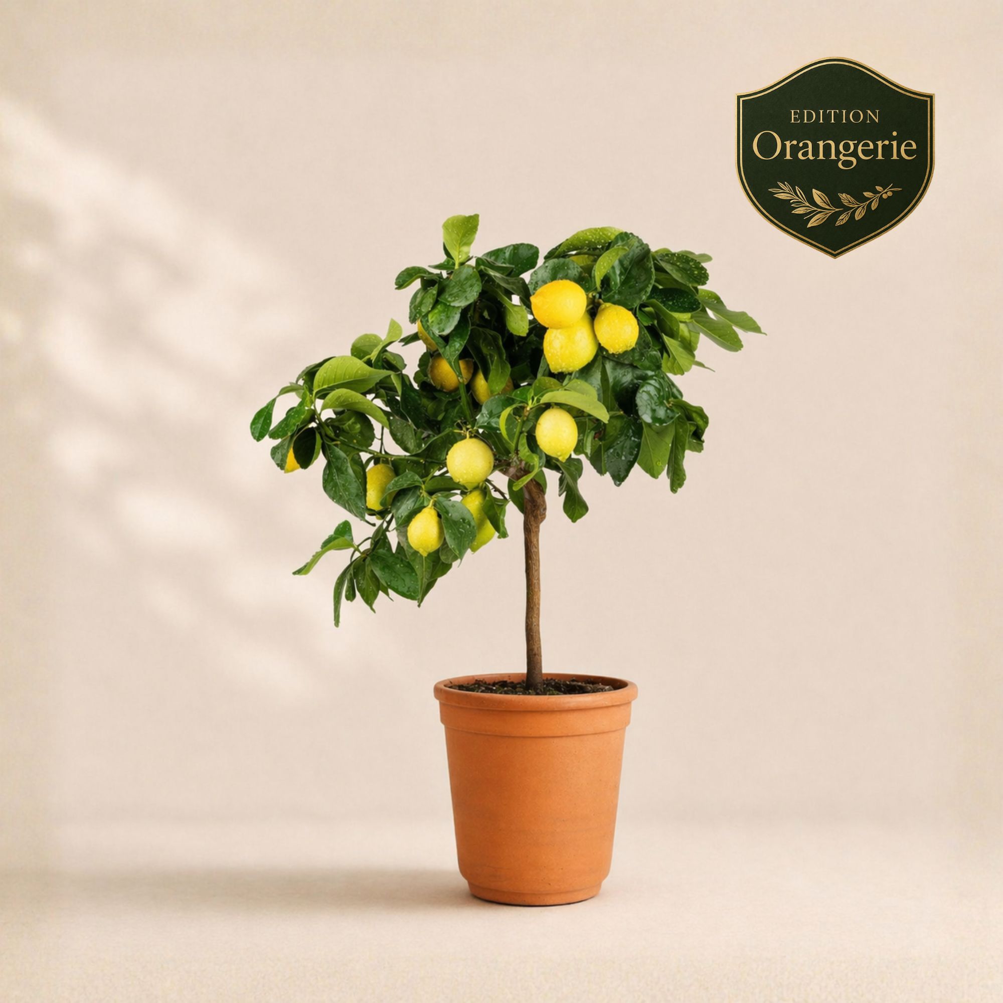 Zitronenbaum "Edition Orangerie"