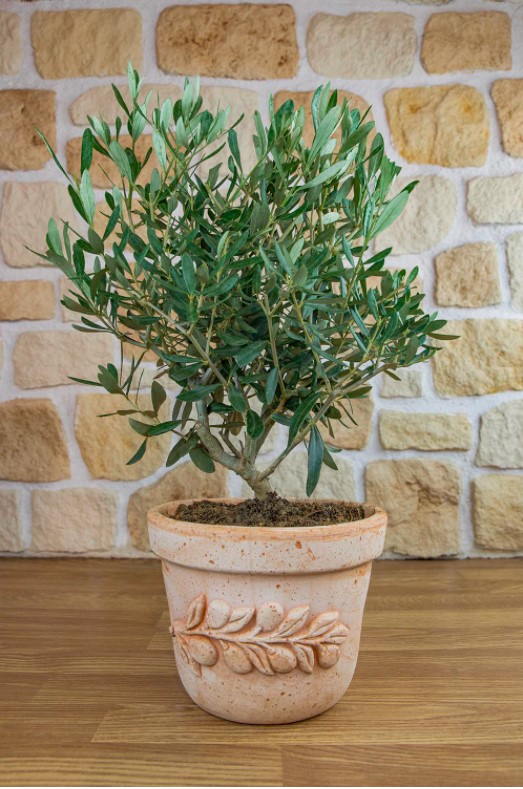 Olivenbaum im Terracotta-Topf "Olea"