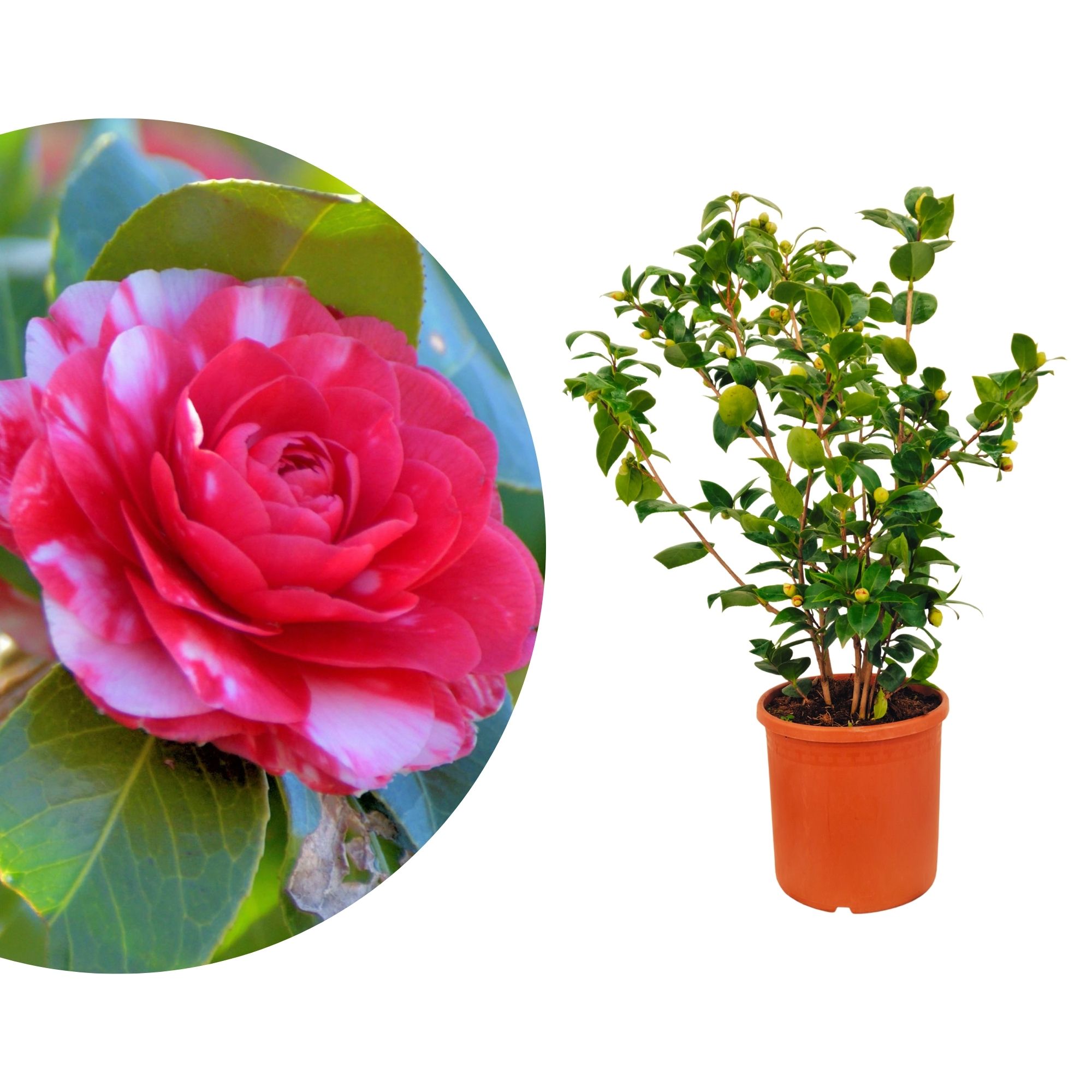 Kamelie [Mezzo] General Coletti